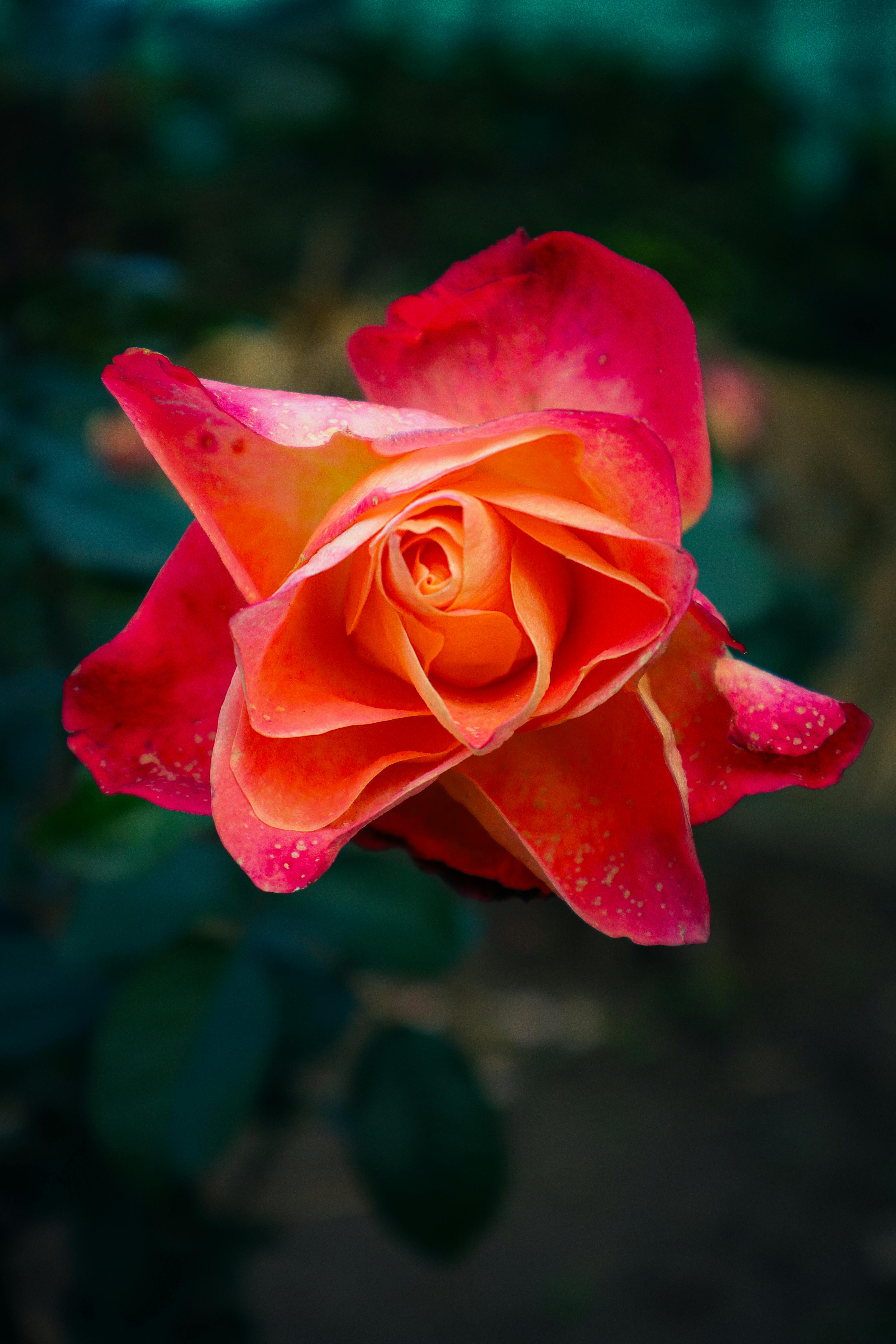 Vibrant Red Rose in Full Bloom · Free