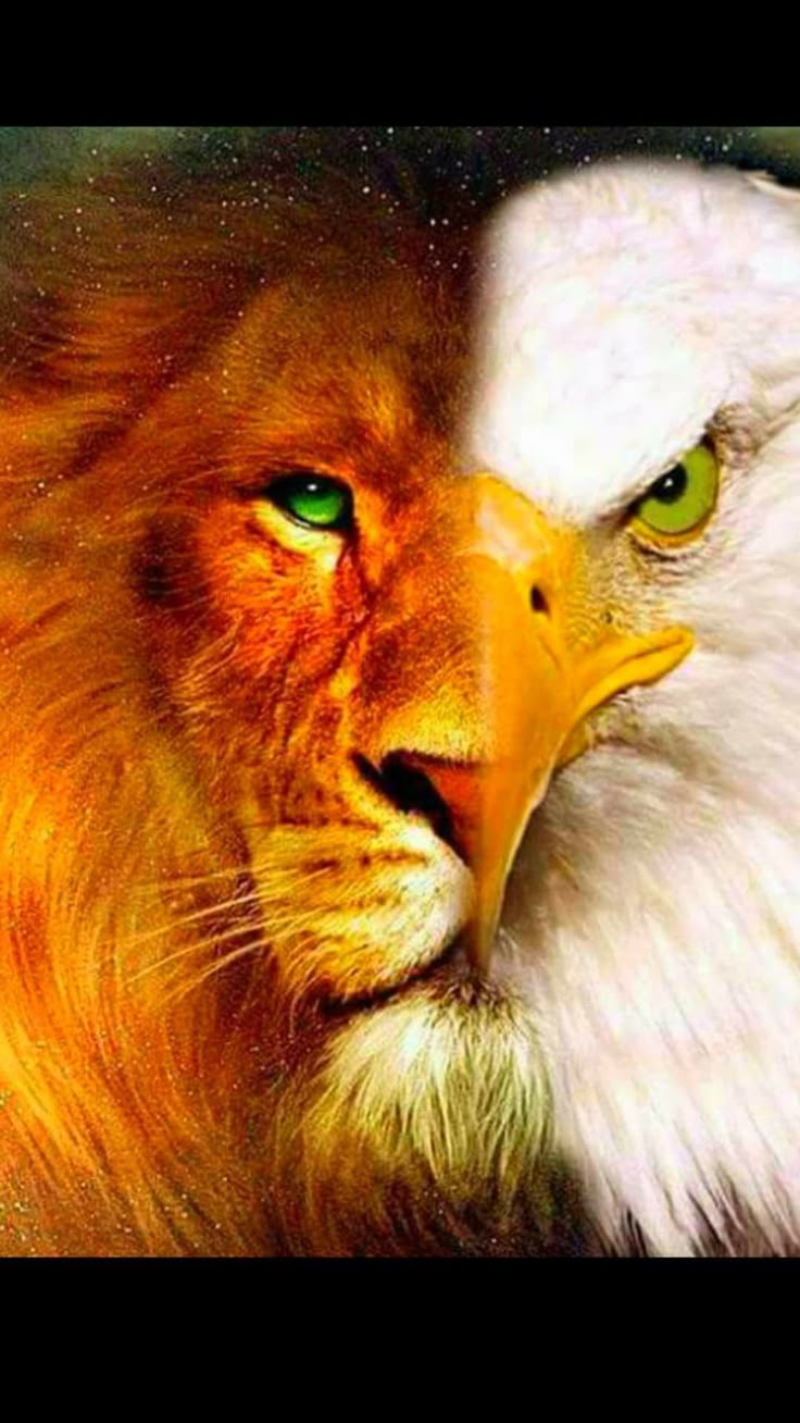 Majestic Lion and Eagle Face to Face