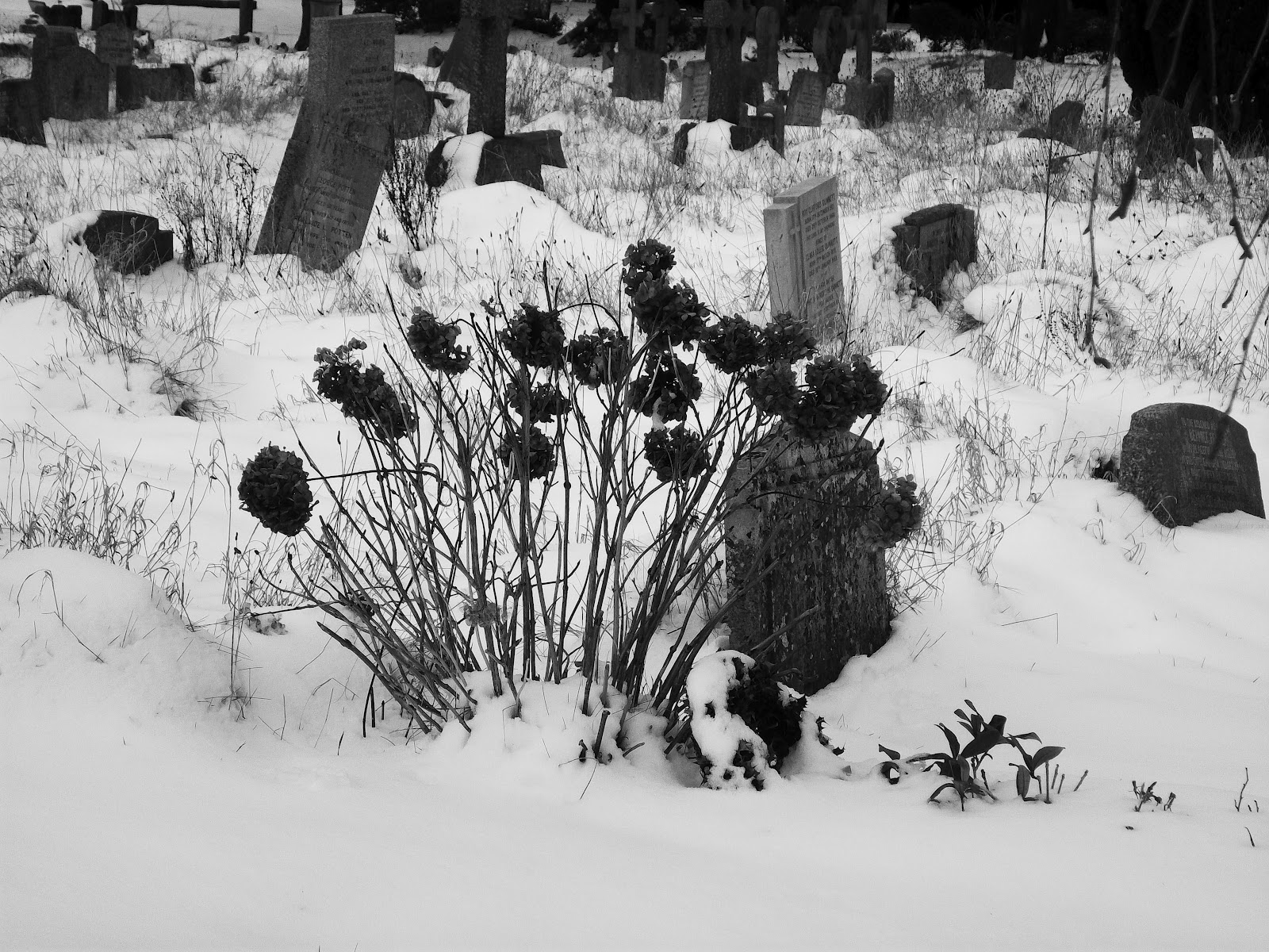 Lauren Carr: Graveyard Photographs