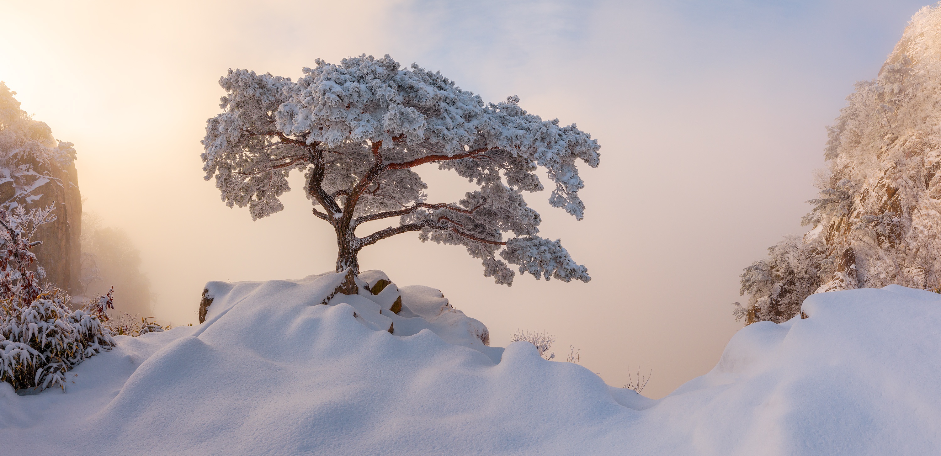 Wallpaper winter, snow, fog, tree, morning, Korea for mobile and desktop, section пейзажи, resolution 3000x1454