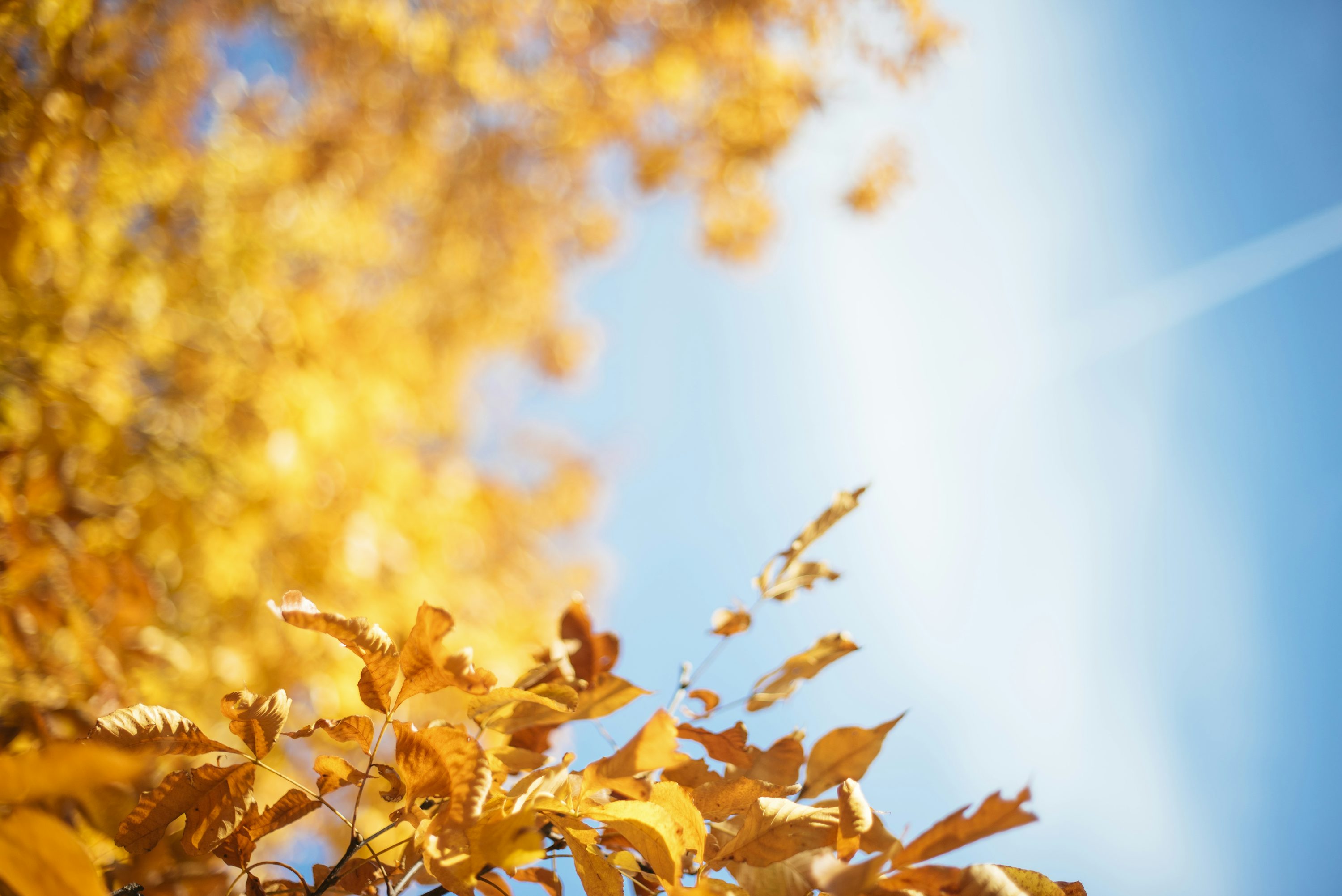 30,Autumn Tree Picture. Download