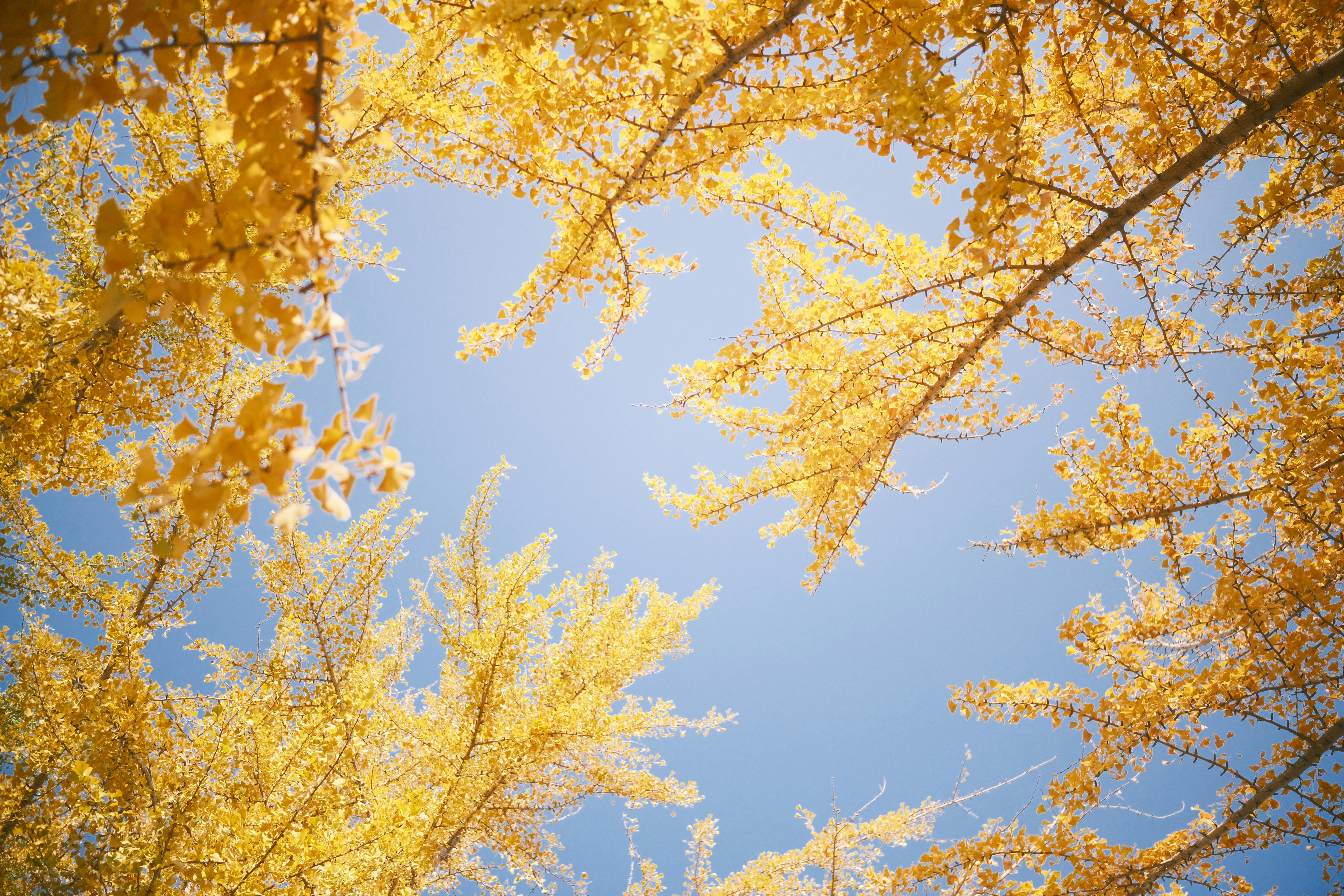 Trees with Golden Leaves · Free