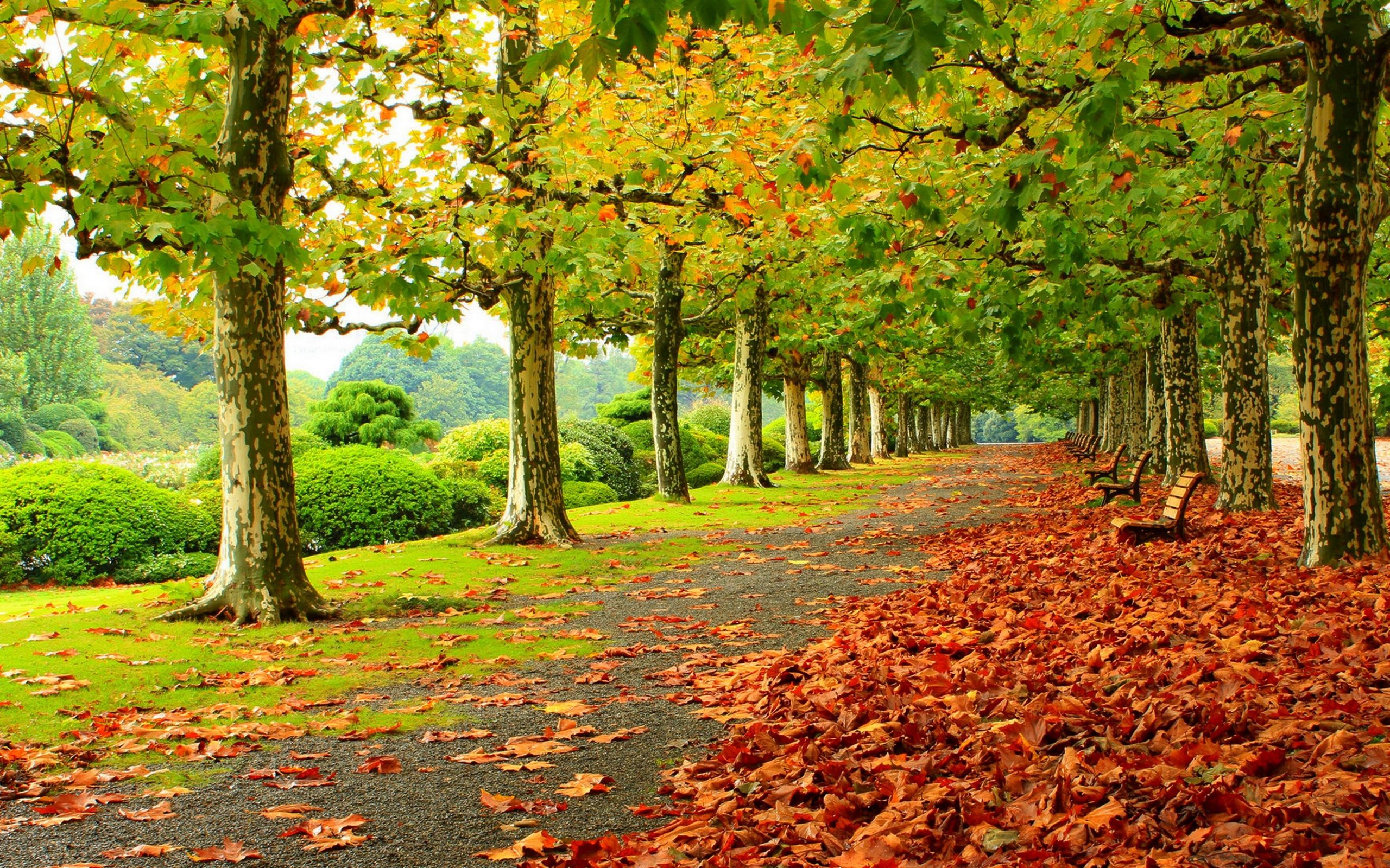 Beautiful Fall Trees Wallpaper HD