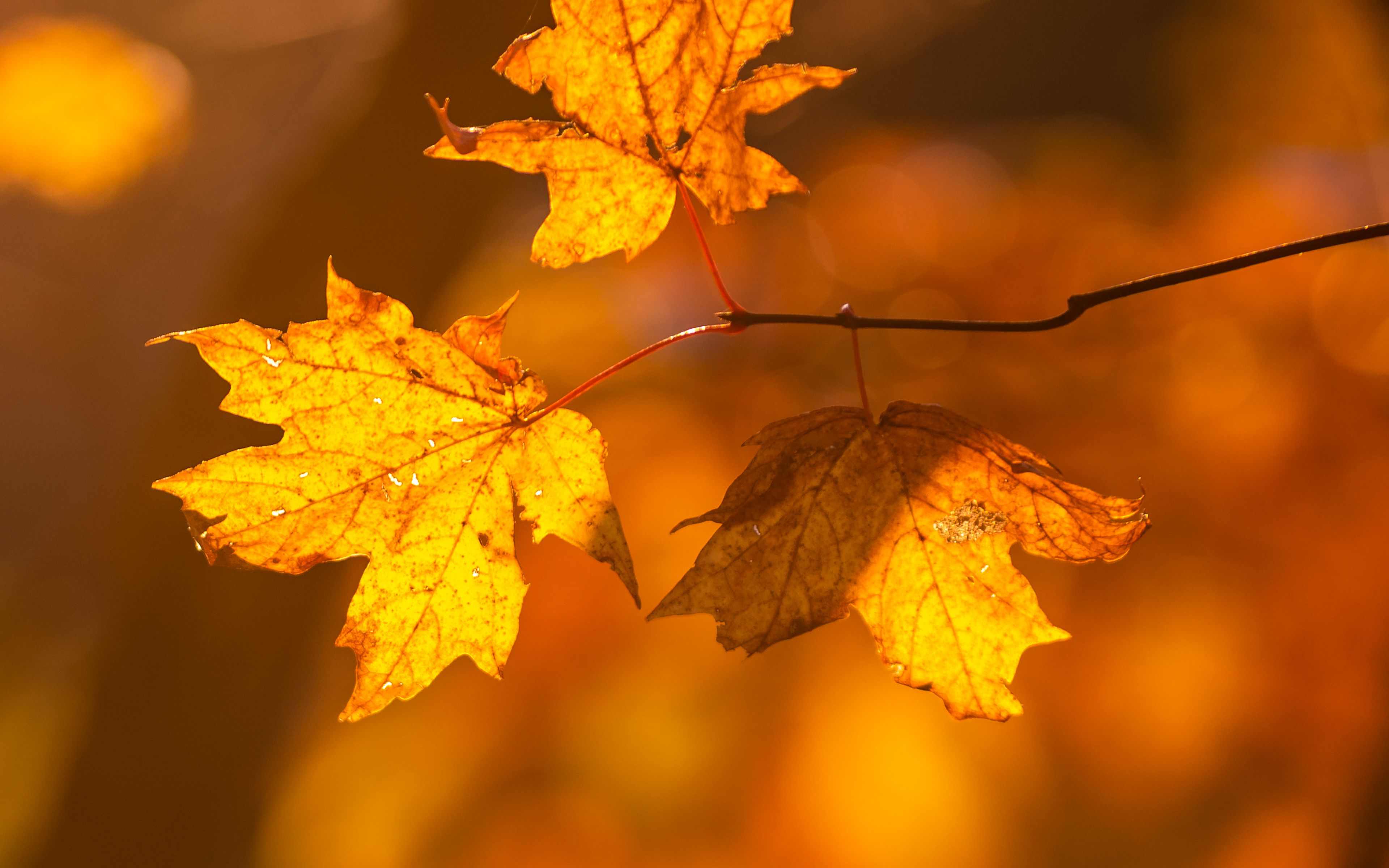 Autumn leaves in tree Wallpaper 4k