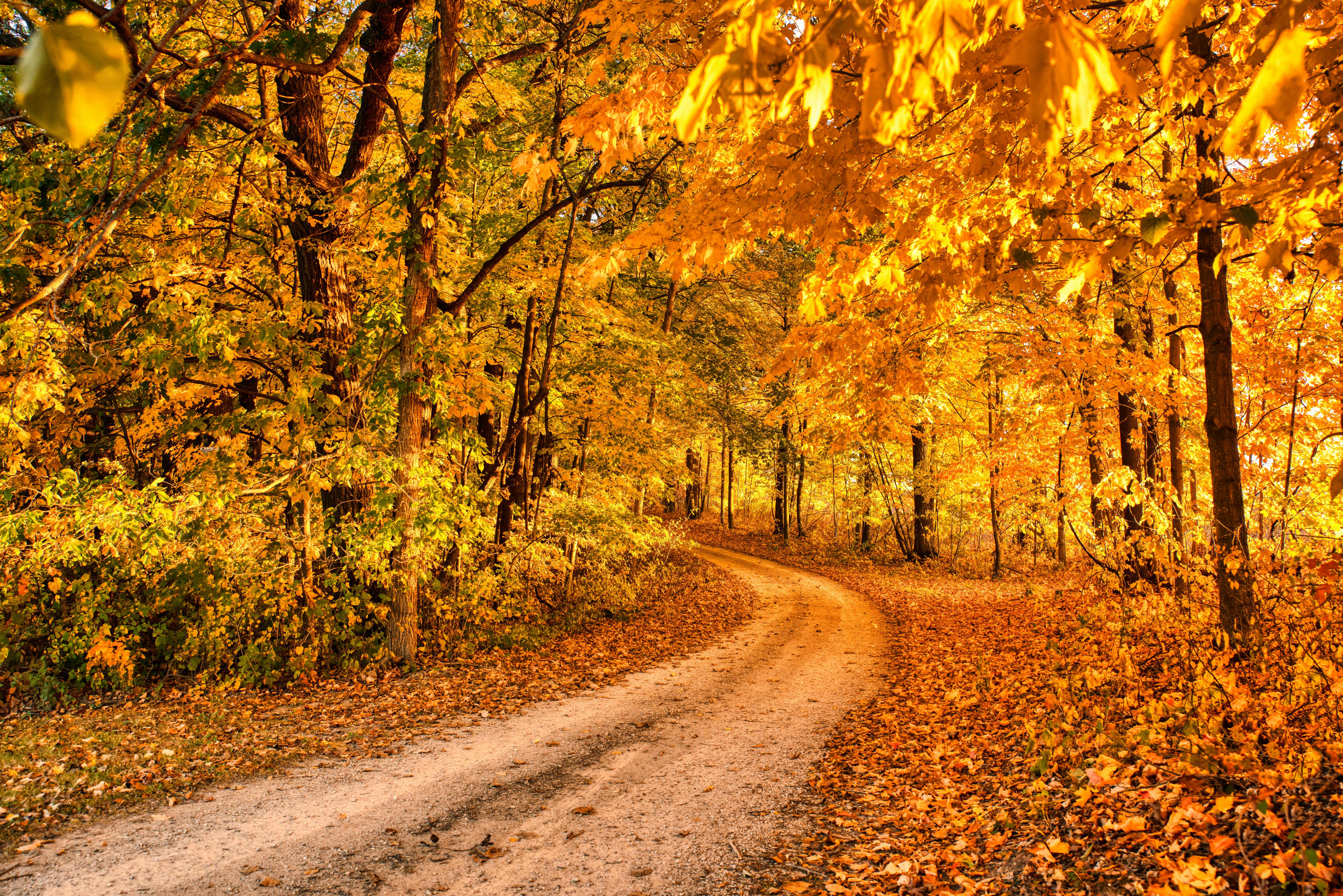 Photo Of Path In Between Woods During Autumn · Free