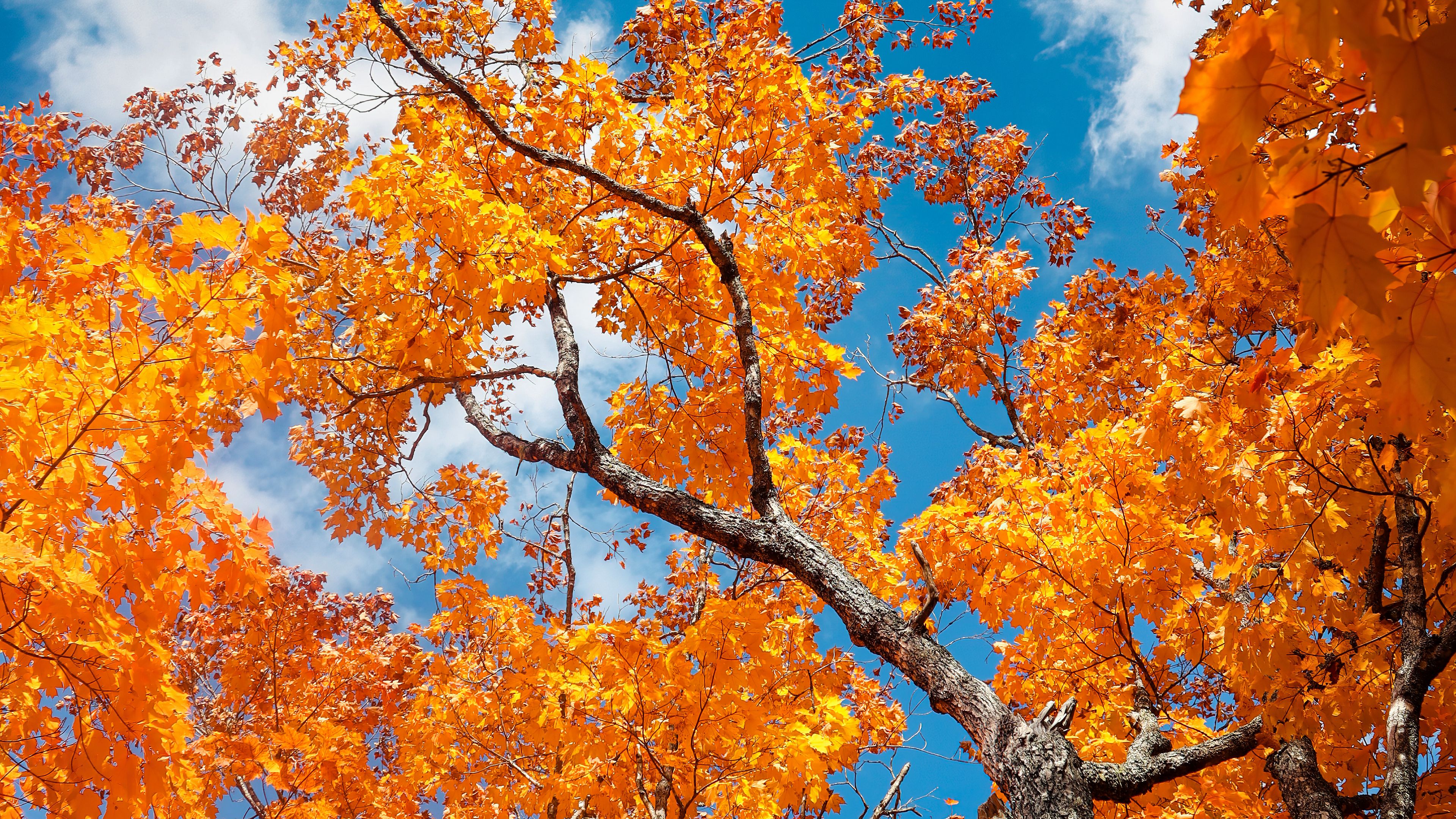 Download wallpaper 3840x2160 tree