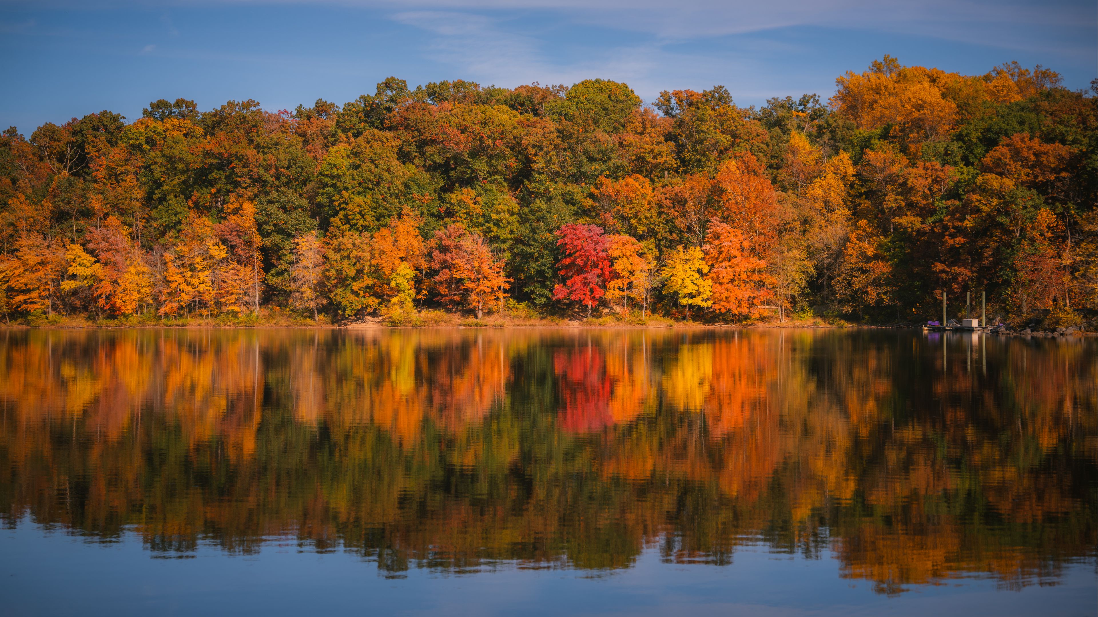 Download wallpaper 3840x2160 forest