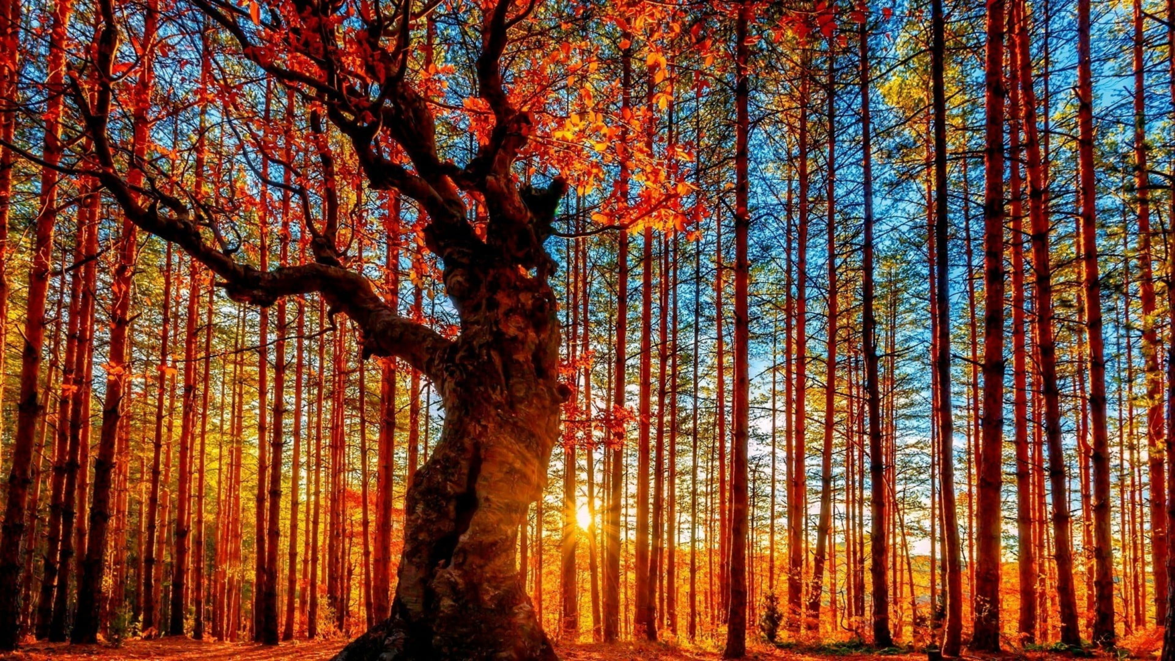 Sunrays Passing Through Trunk Of Red