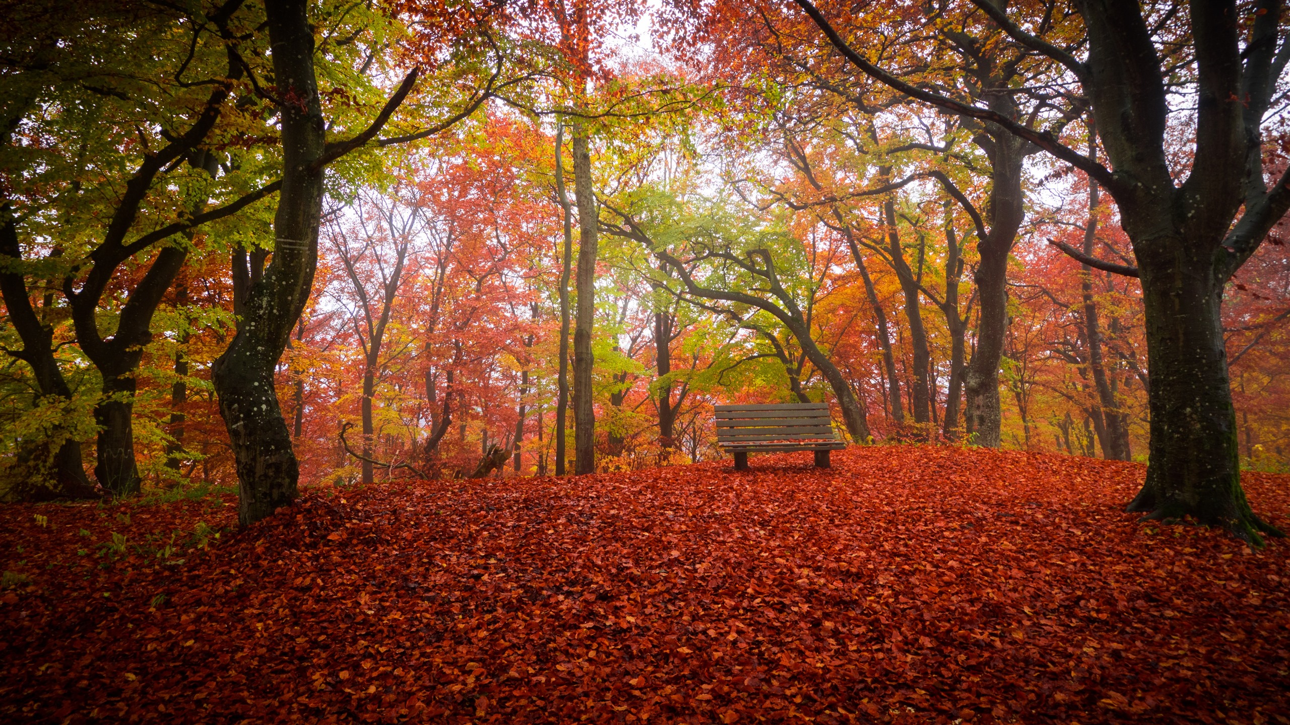 Wallpaper Autumn, trees, red leaves