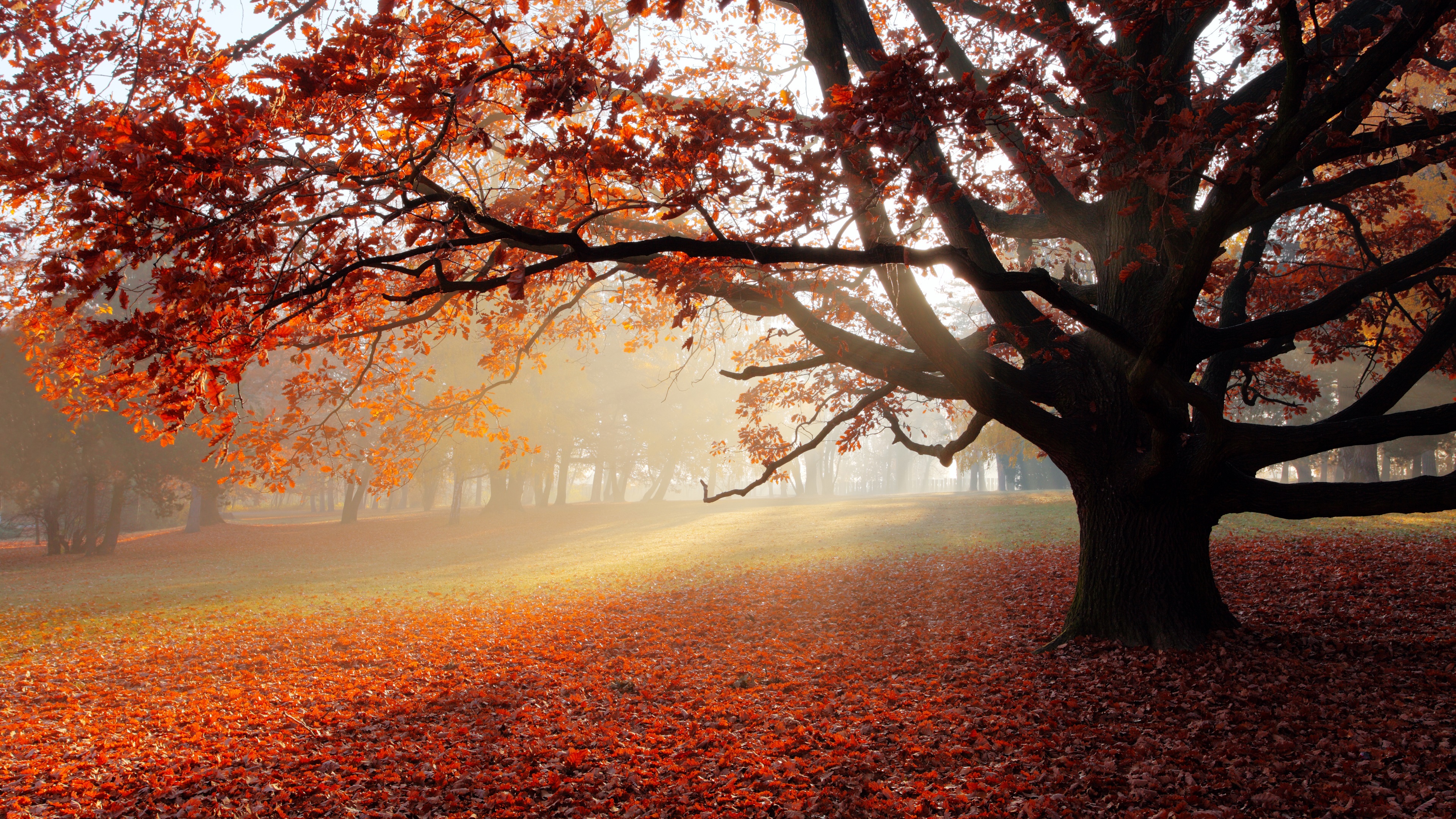 autumn, tree, red leaves, morning, fog