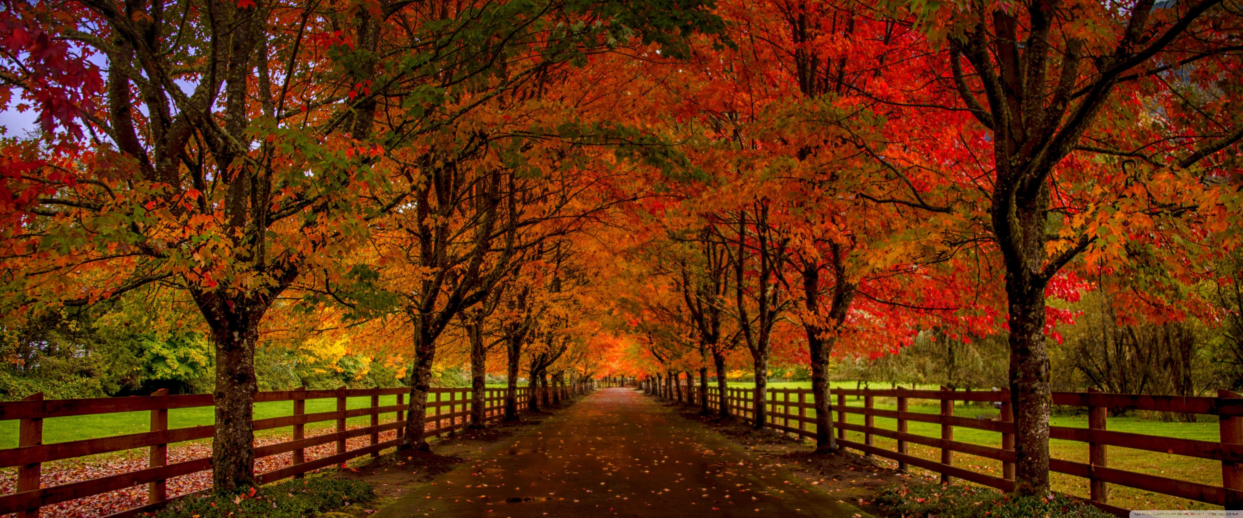 Countryside Road 4K UHD Wallpaper