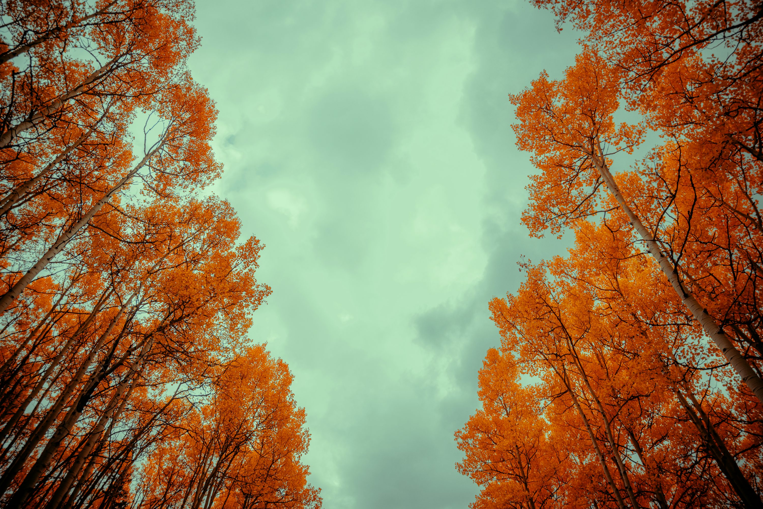 Vibrant autumn trees against a cloudy