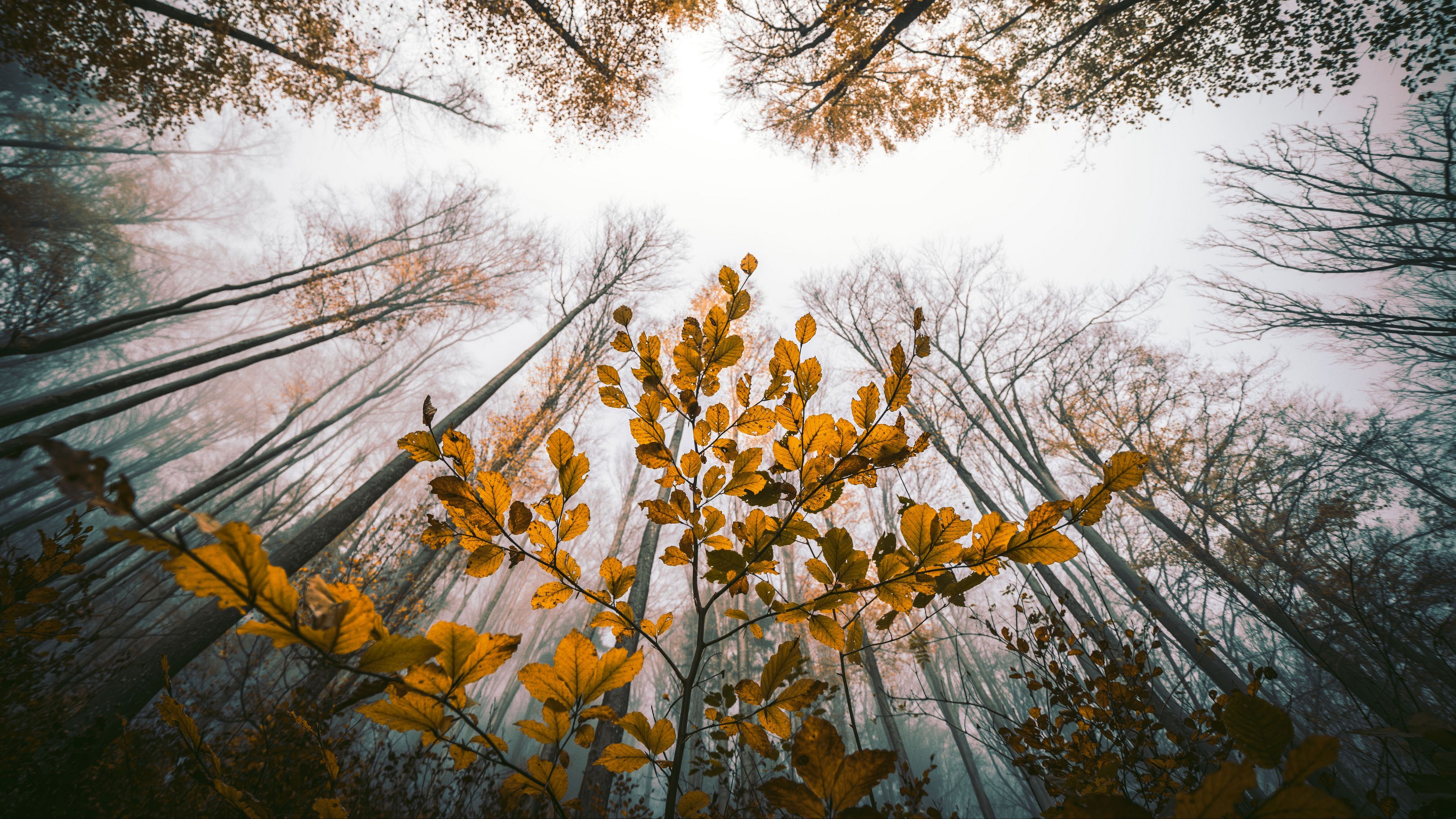 Download wallpaper 3840x2160 leaves