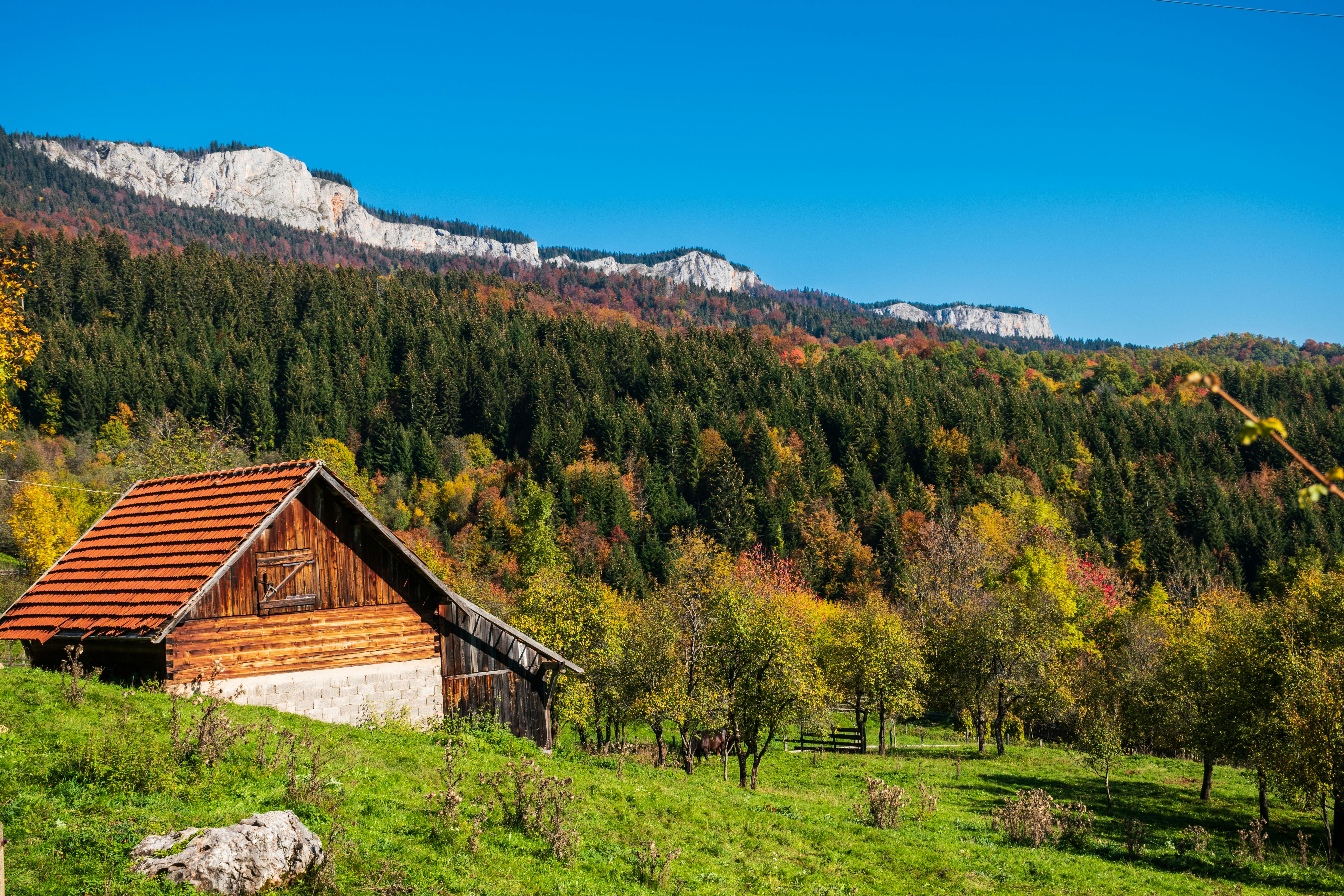 Brown Wooden Cottage Near Forest · Free