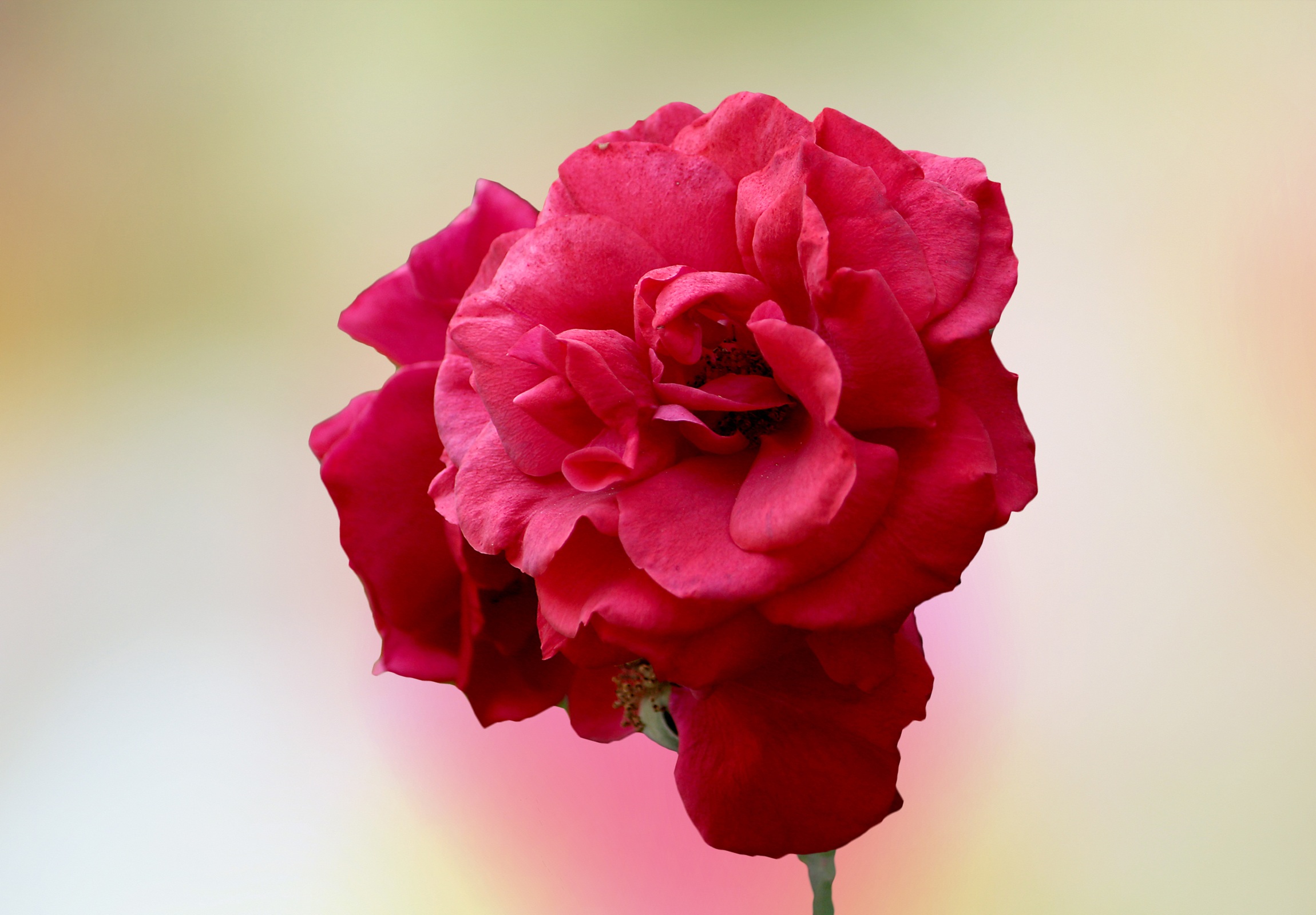 Free Image, blossom, petal, bloom, pink, flora, red rose, close up, carnation, flower garden, peony, macro photography, flowering plant, garden roses, rose family, plant stem, land plant 2300x1600
