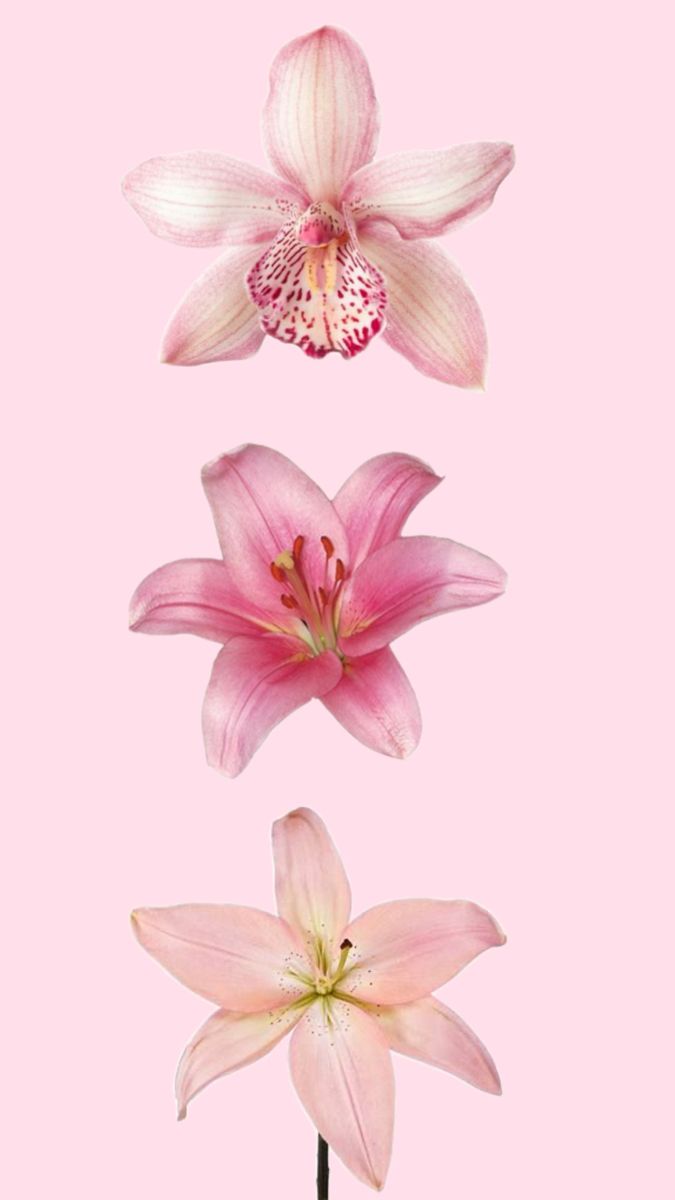 Fondo de pantalla. iPhone wallpaper themes, Y2k aesthetic wallpaper pink, Y2k aesthetic wallpaper