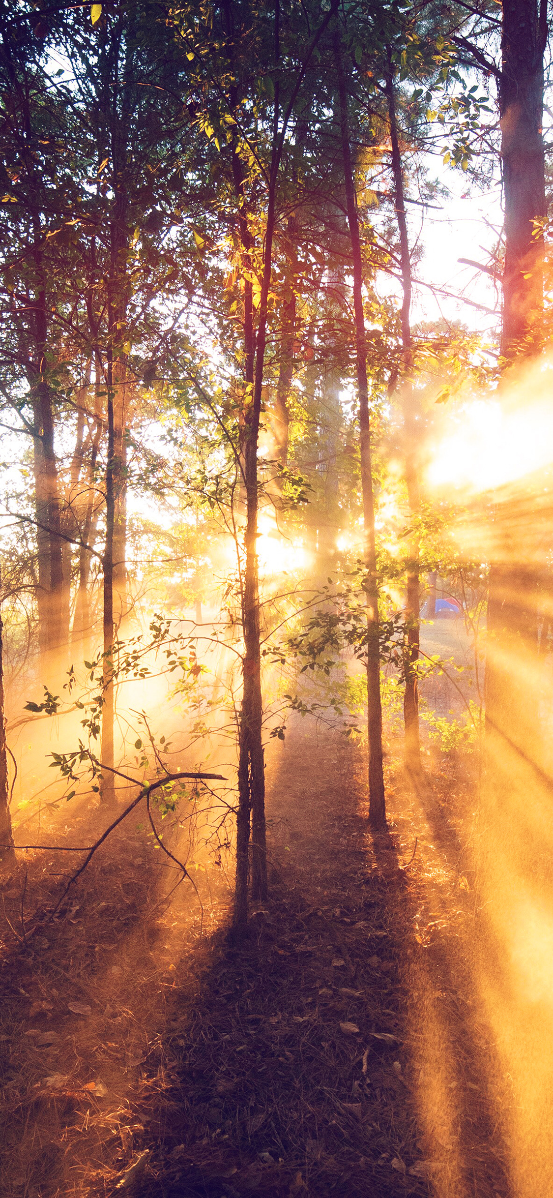 iPhone X wallpaper. forest wood light sun summer nature flare