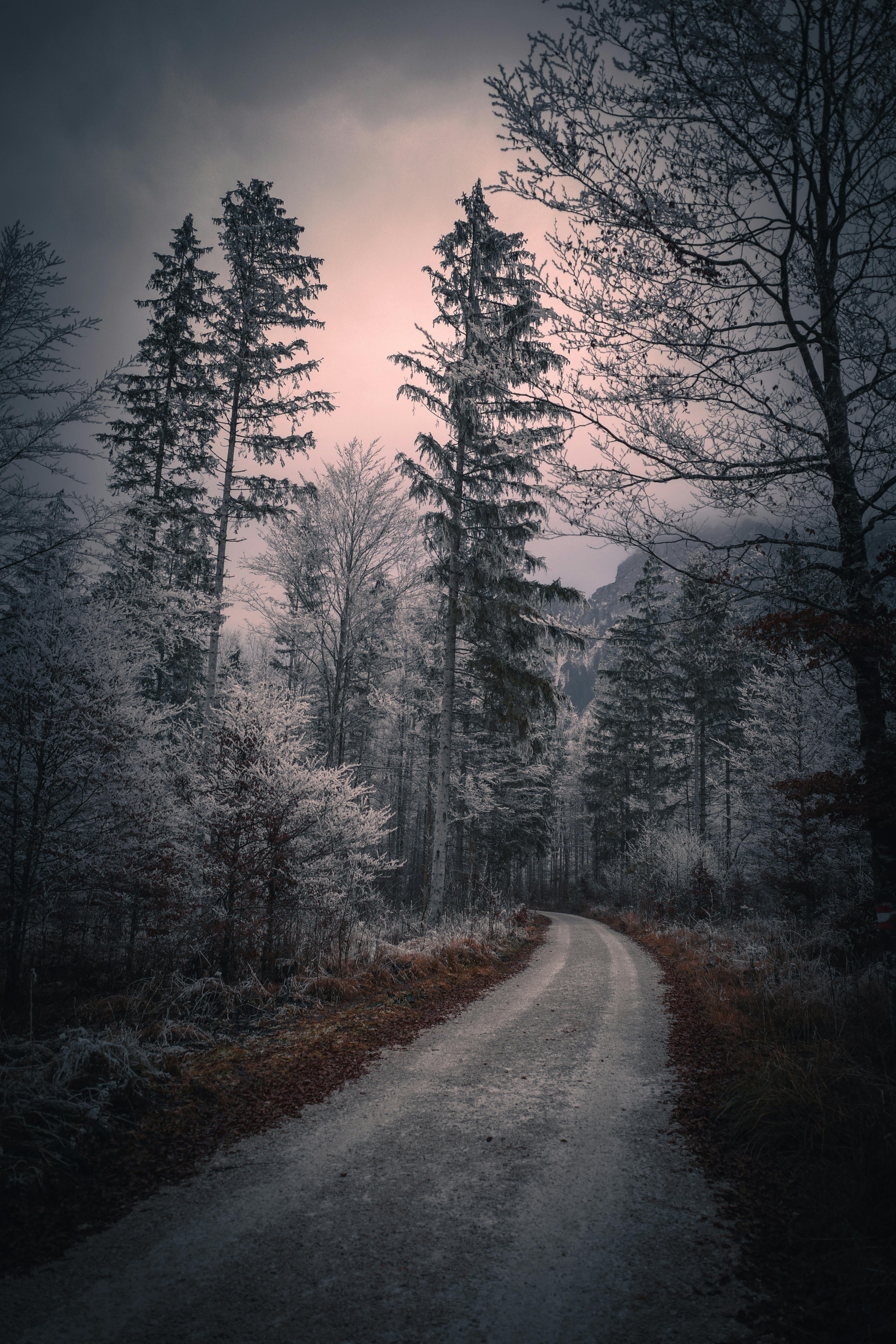 Hoarfrost on Trees around Dirt Road in Forest in Winter · Free