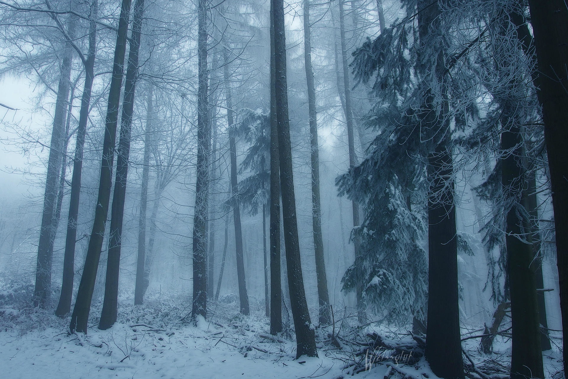 Wallpaper winter, forest, snow, trees, nature, fog, Germany, Germany for mobile and desktop, section природа, resolution 1920x1280