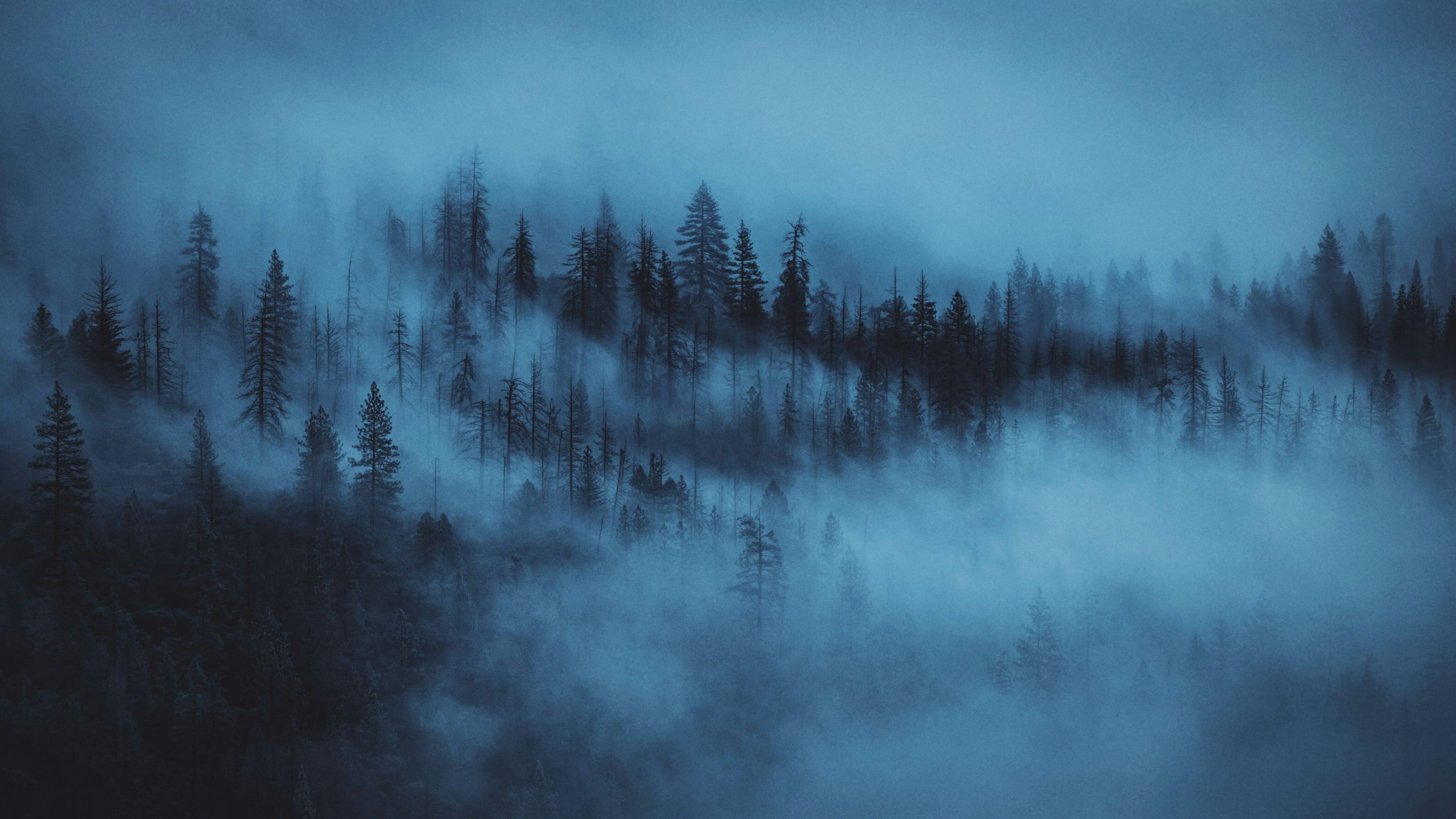 Nature photography of pine trees covered