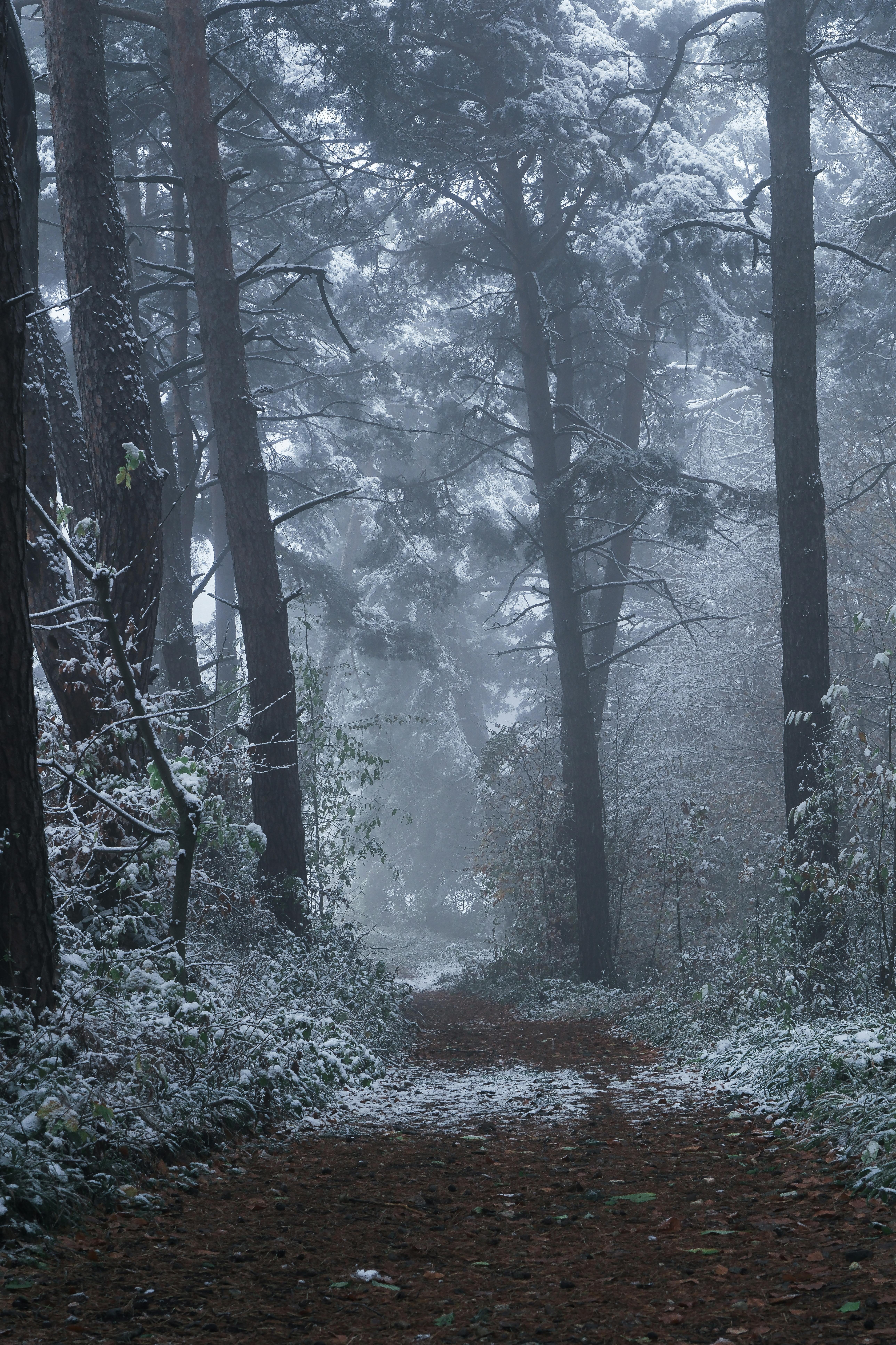 Path in a Forest in Winter · Free
