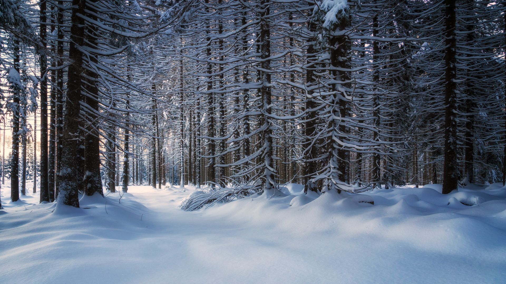 Download wallpaper 1920x1080 trees, snow, snowy, forest full hd, hdtv, fhd, 1080p HD background