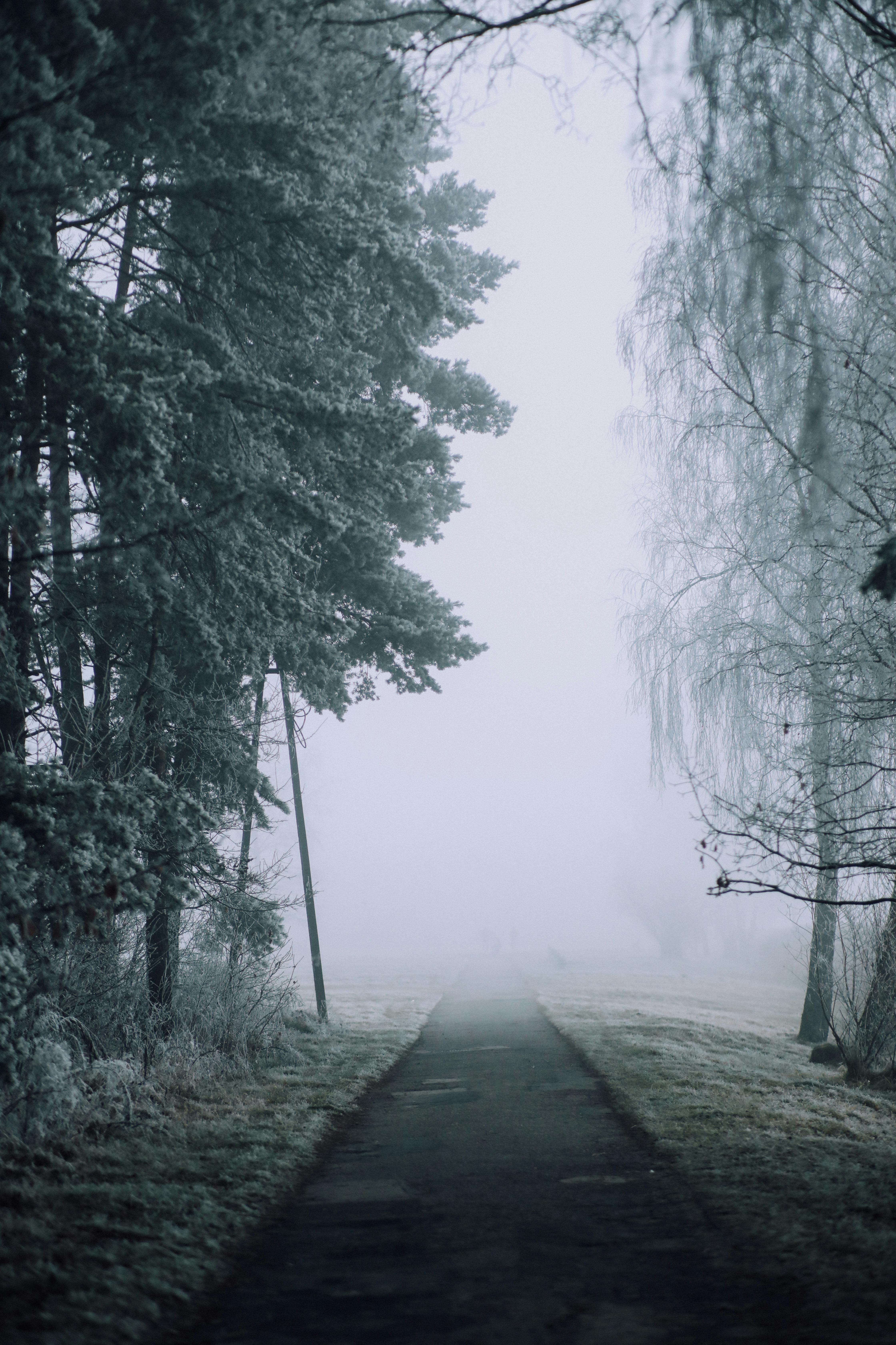 Gray Pathway Between Green Trees Covered With Fog · Free