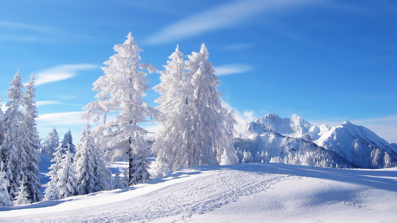 Snowed White Trees Winter Scenery HD Wallpaper