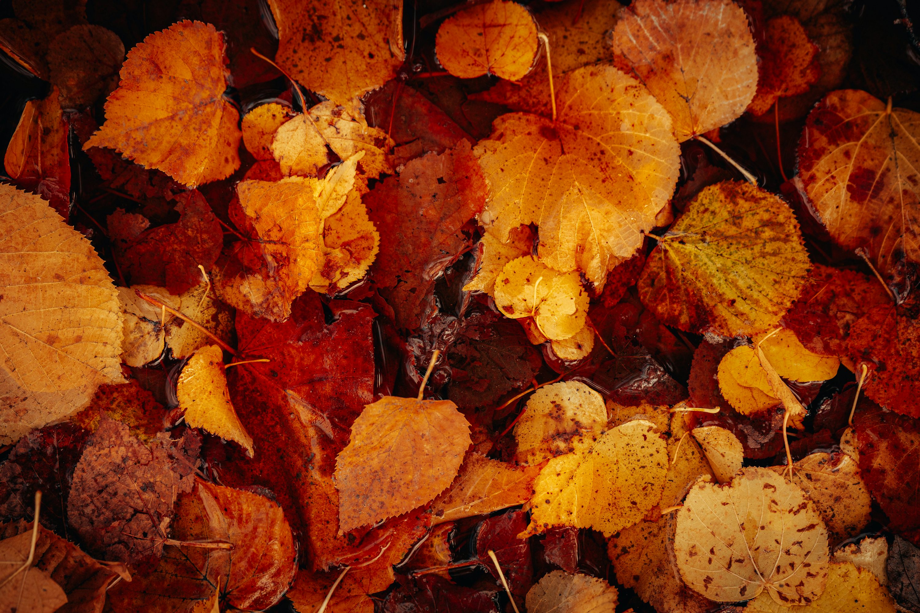 A bunch of leaves that are on the ground photo