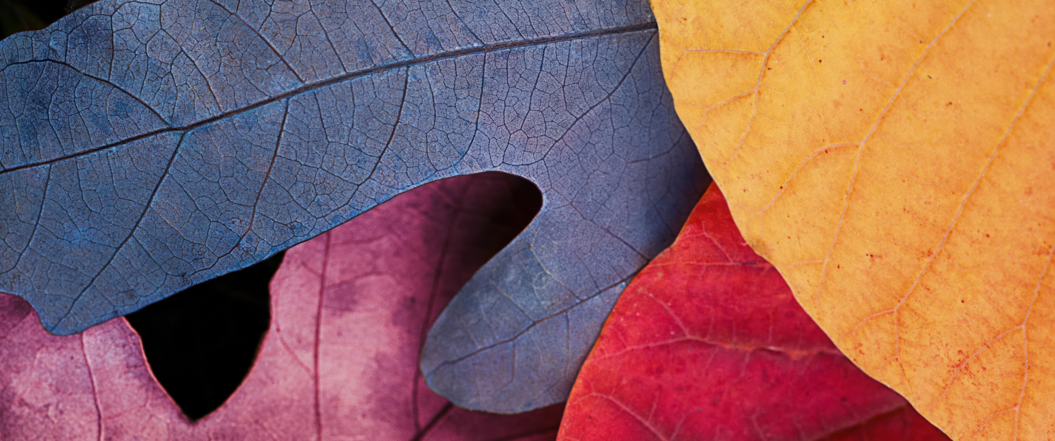 Fall Wallpaper 4K, Autumn leaves, Foliage, 5K