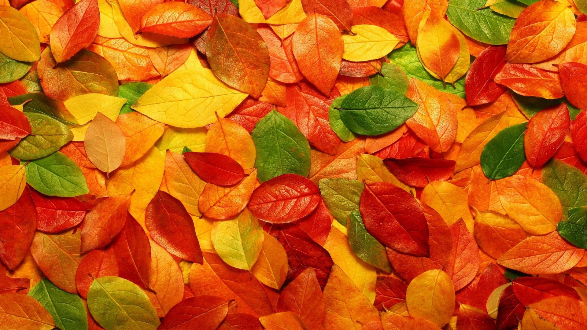 Gorgeous Fall Autumn Seasonal Colorful Leaves Leafs On The Ground