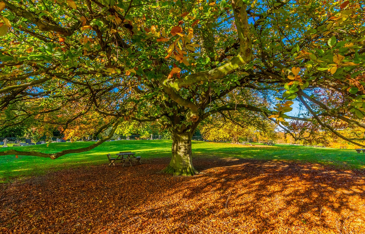 Autumn leaves, desktop wallpaper, yorkshire, shadow, autumn