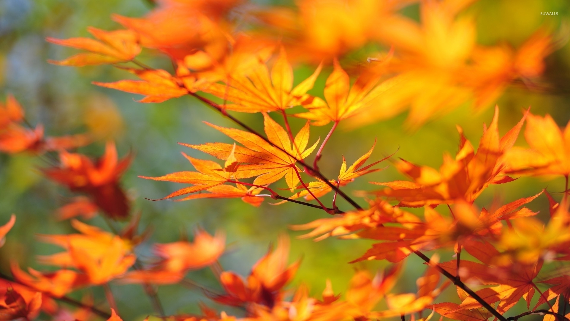 Autumn leaves on a branch wallpaper wallpaper