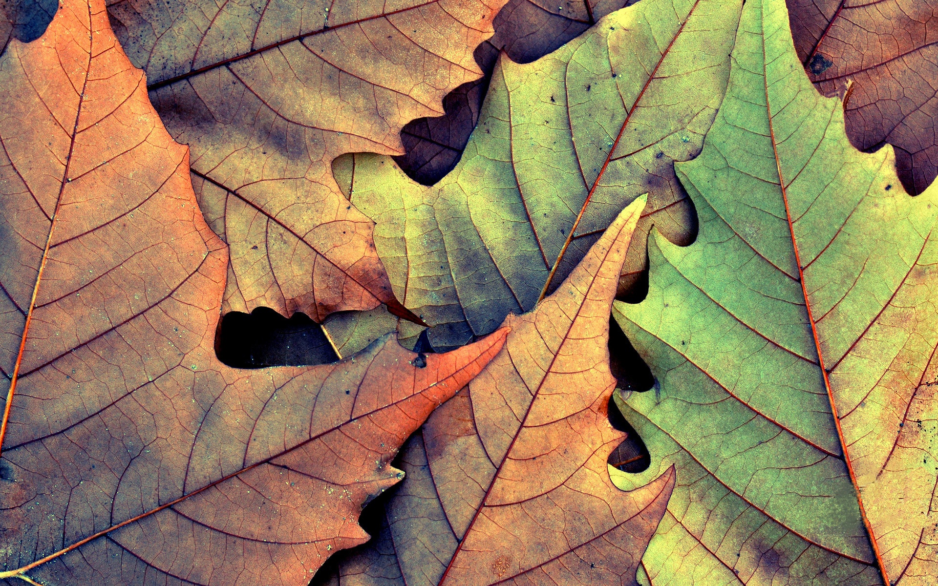 Wallpaper autumn, leaves, macro, photo, background, leaf, Wallpaper for desktop, autumn Wallpaper for mobile and desktop, section макро, resolution 1920x1200