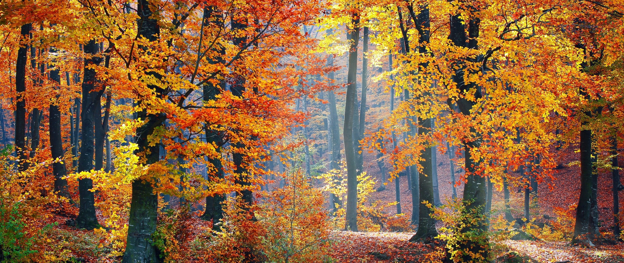 Autumn trees Wallpaper 4K, Fallen Leaves, Seasons, Forest