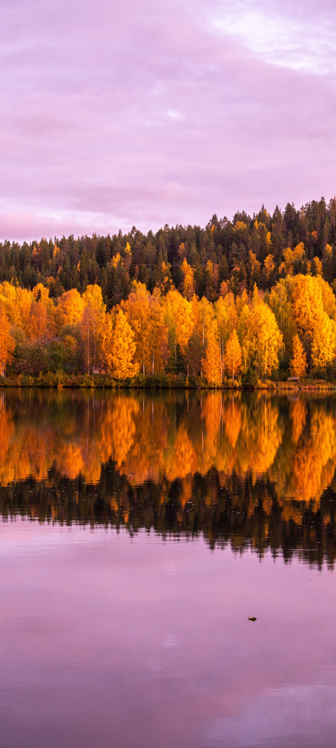 Autumn trees Wallpaper 4K, 8K, Forest, Pink sky, Sunset