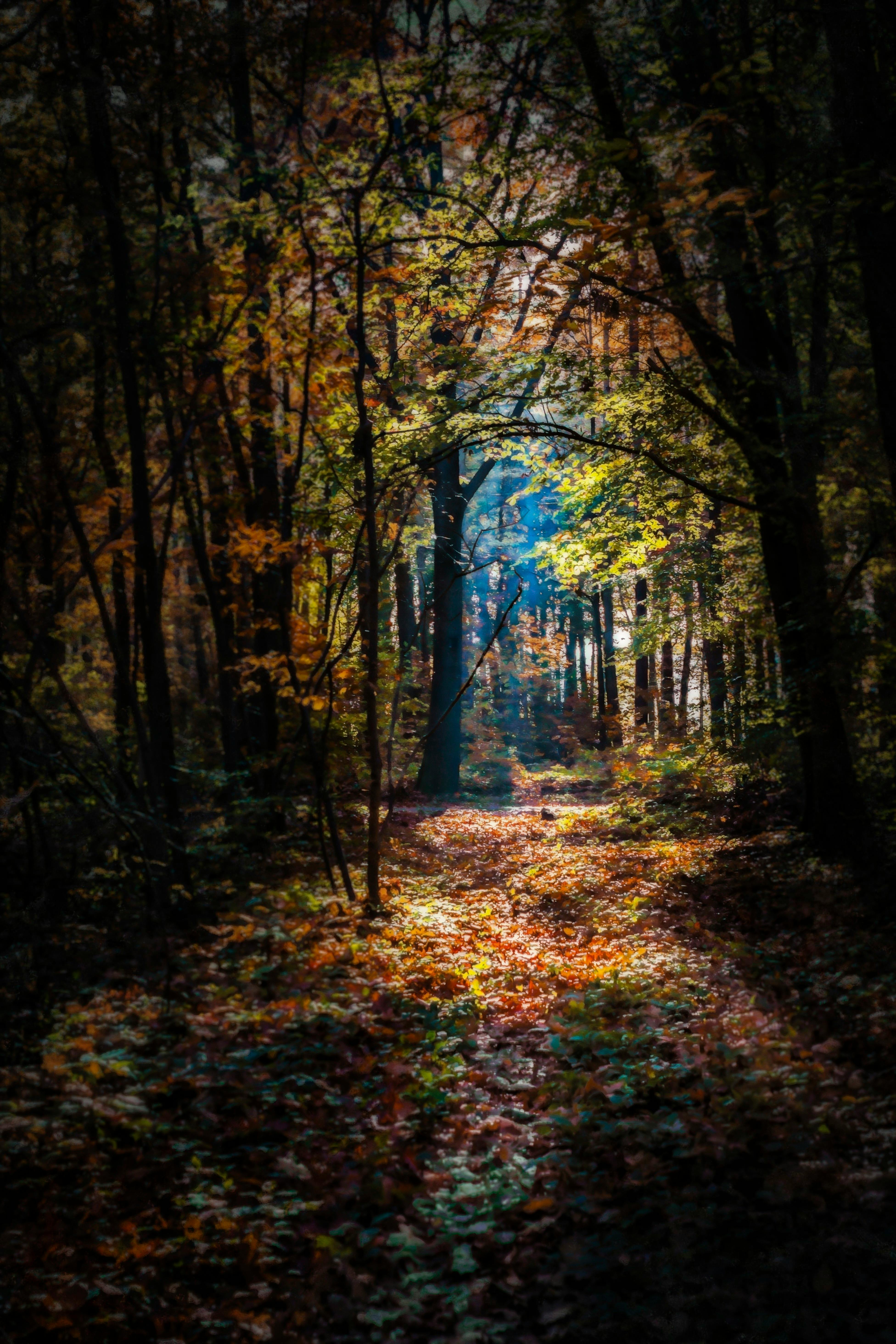 Forest in Autumn · Free