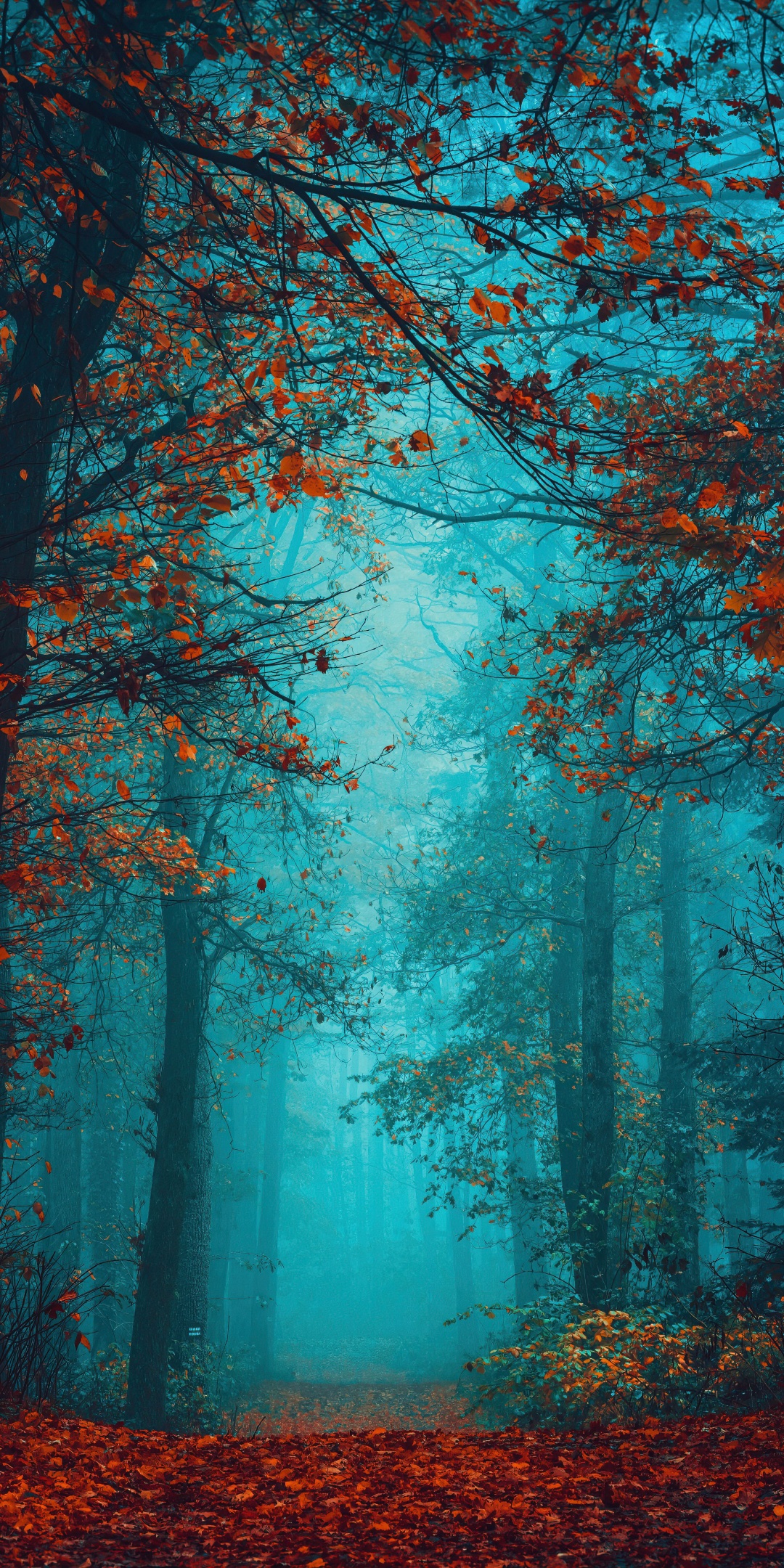 Foggy night Wallpaper 4K, Autumn Forest, Beauty, Mystical