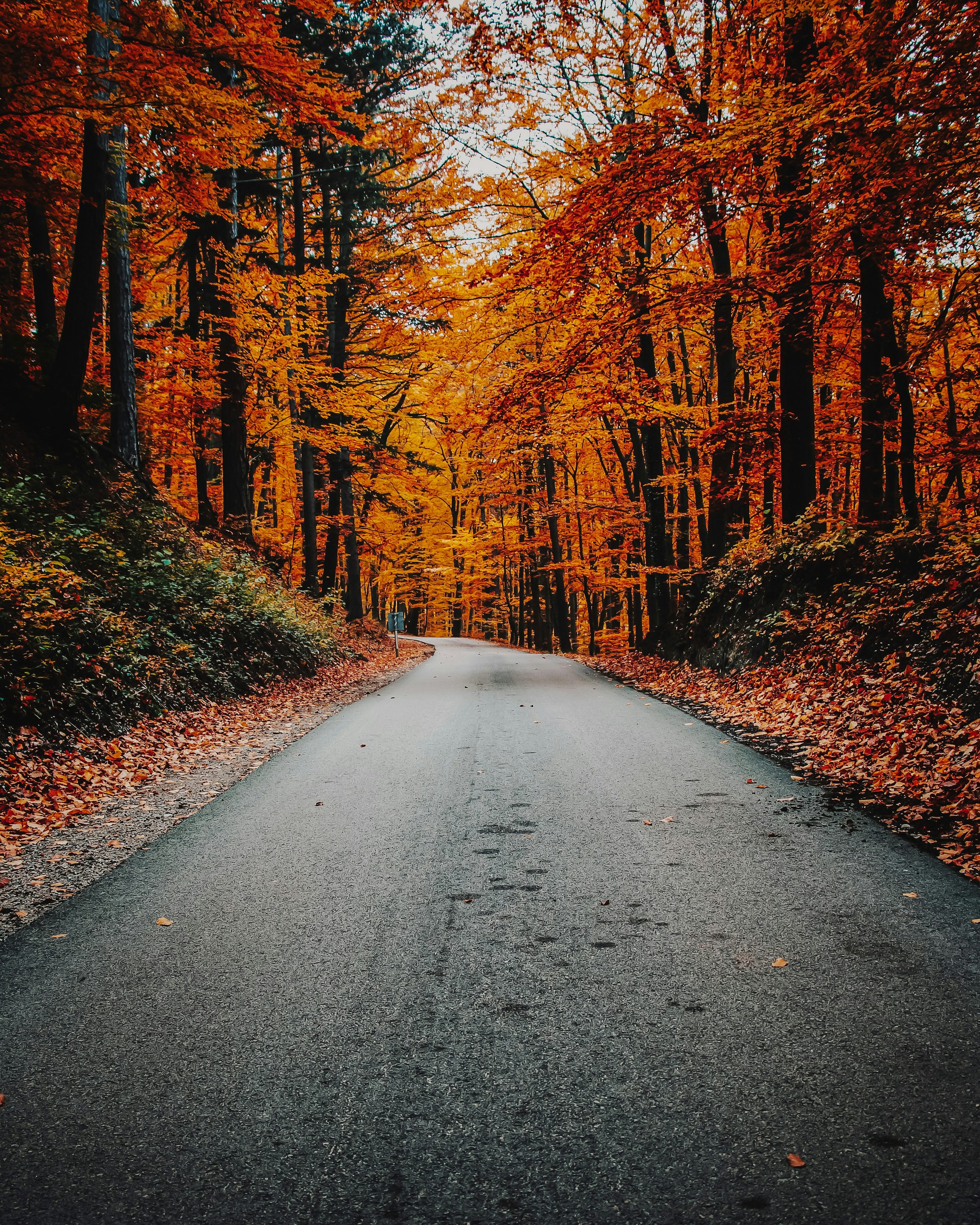 Autumn Road Picture. Download Free Image