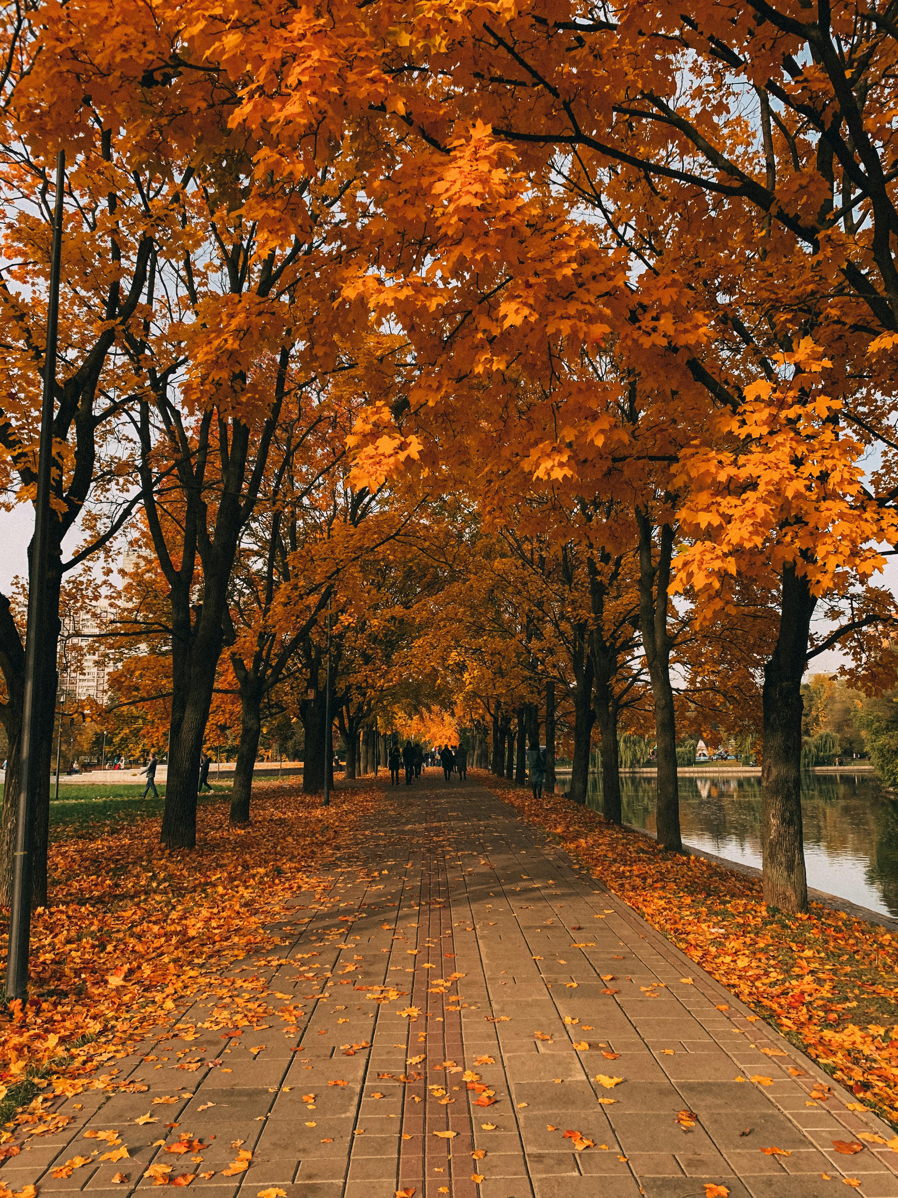 Autumn Trees at the Park · Free
