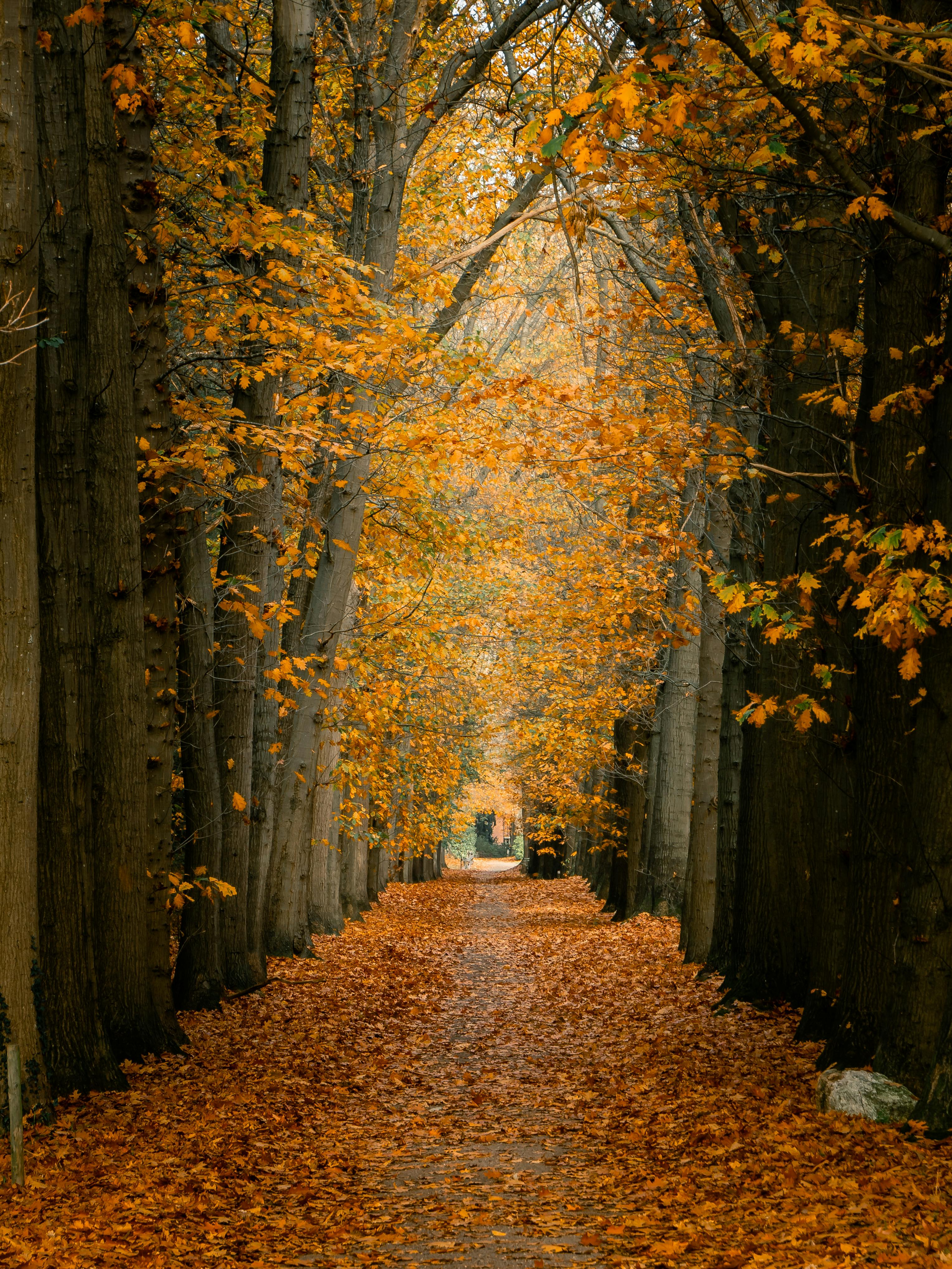 Road in Autumn Forest · Free