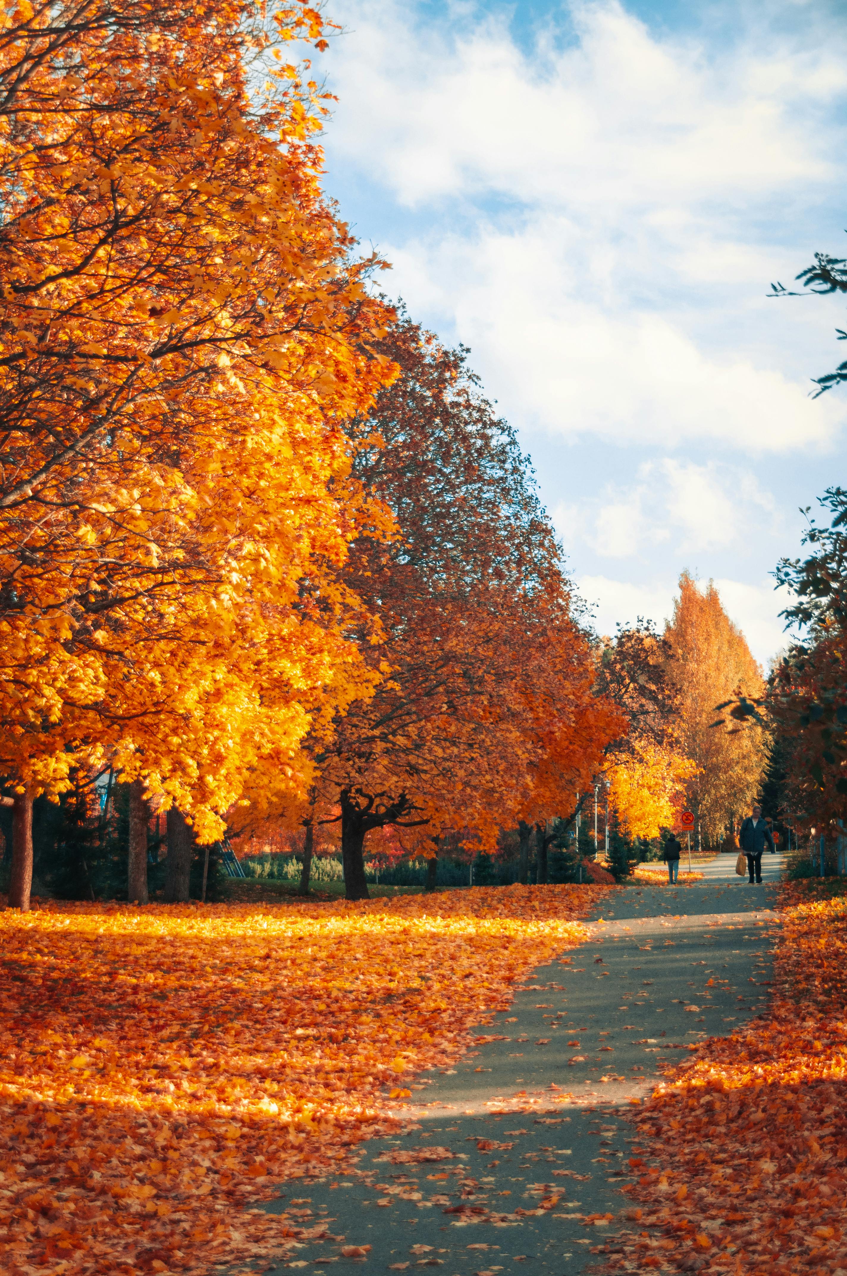 Autumn Trees at the Park · Free