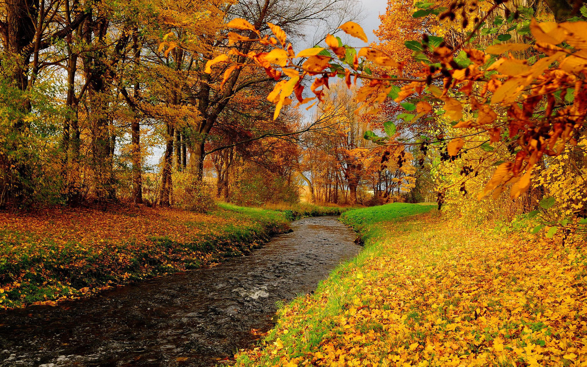 Serene Fall Creek Among Vibrant Autumn Trees Nature Wallpaper