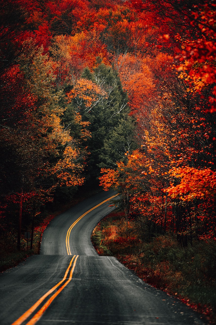 Trees Road Fall