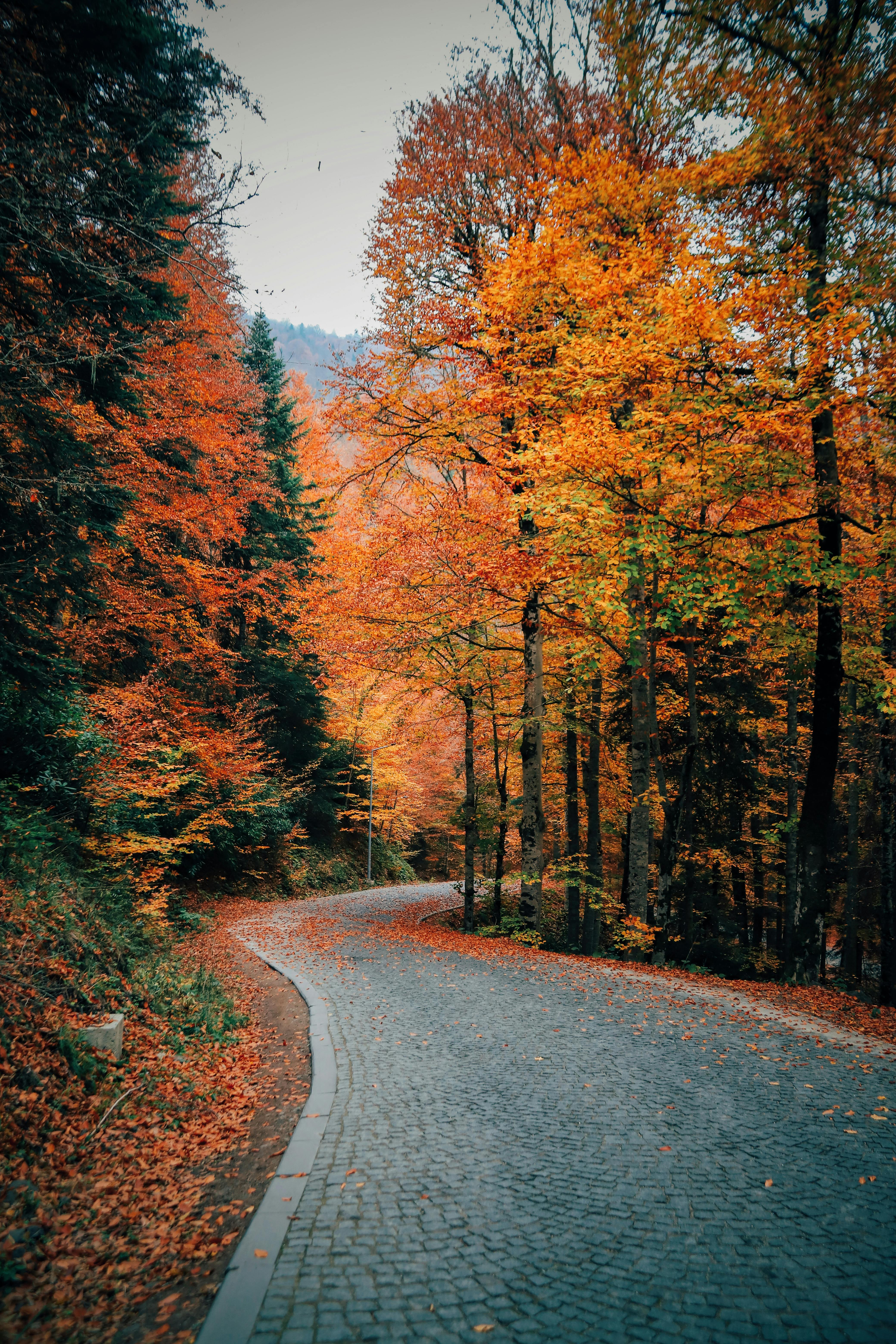 Empty road through autumn forest · Free