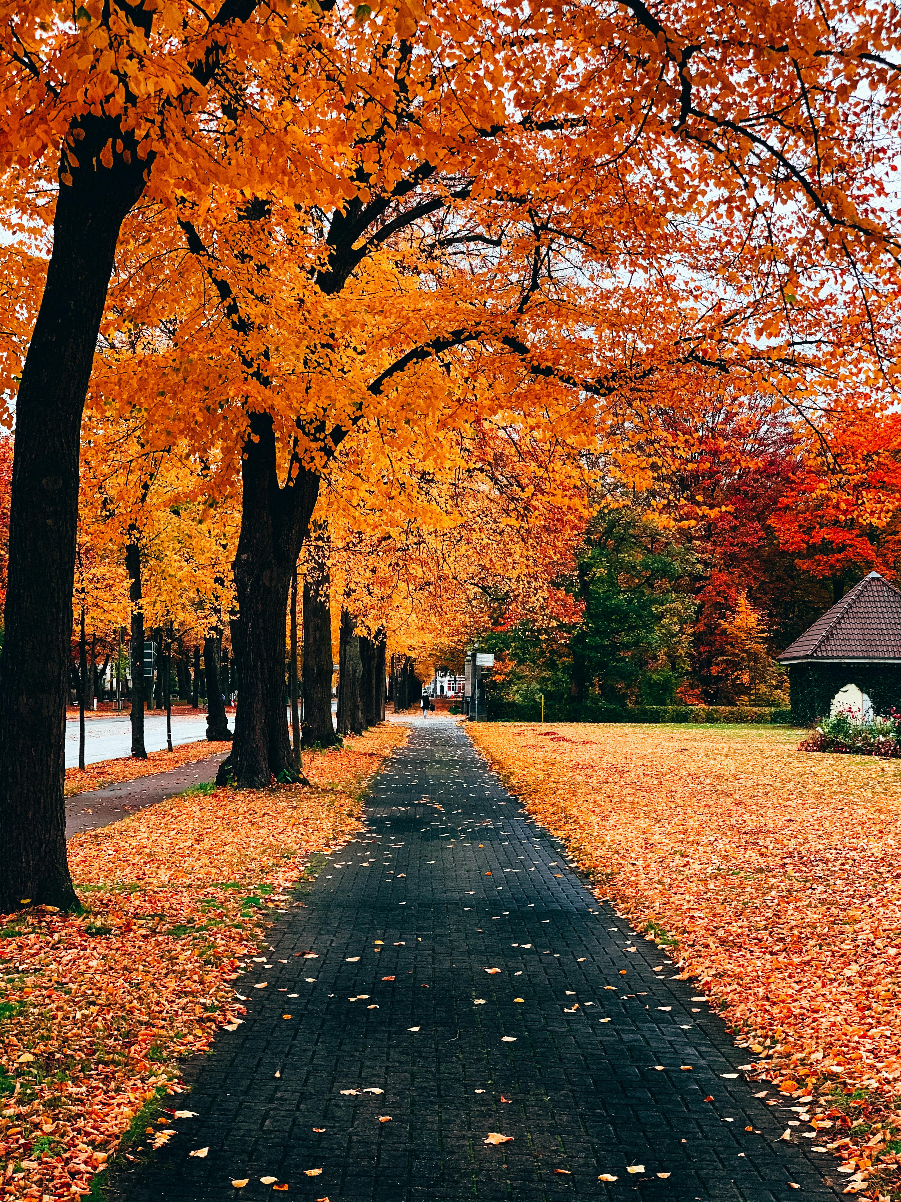 Autumn Trees Along The Road · Free