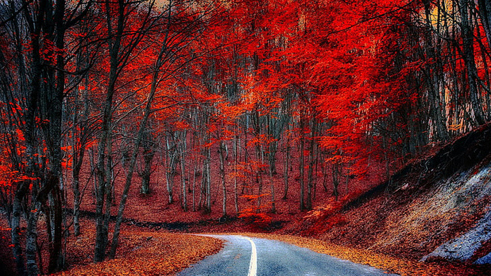 Road Turn Between Autumn Red Leaves Forest Background HD Autumn Wallpaper
