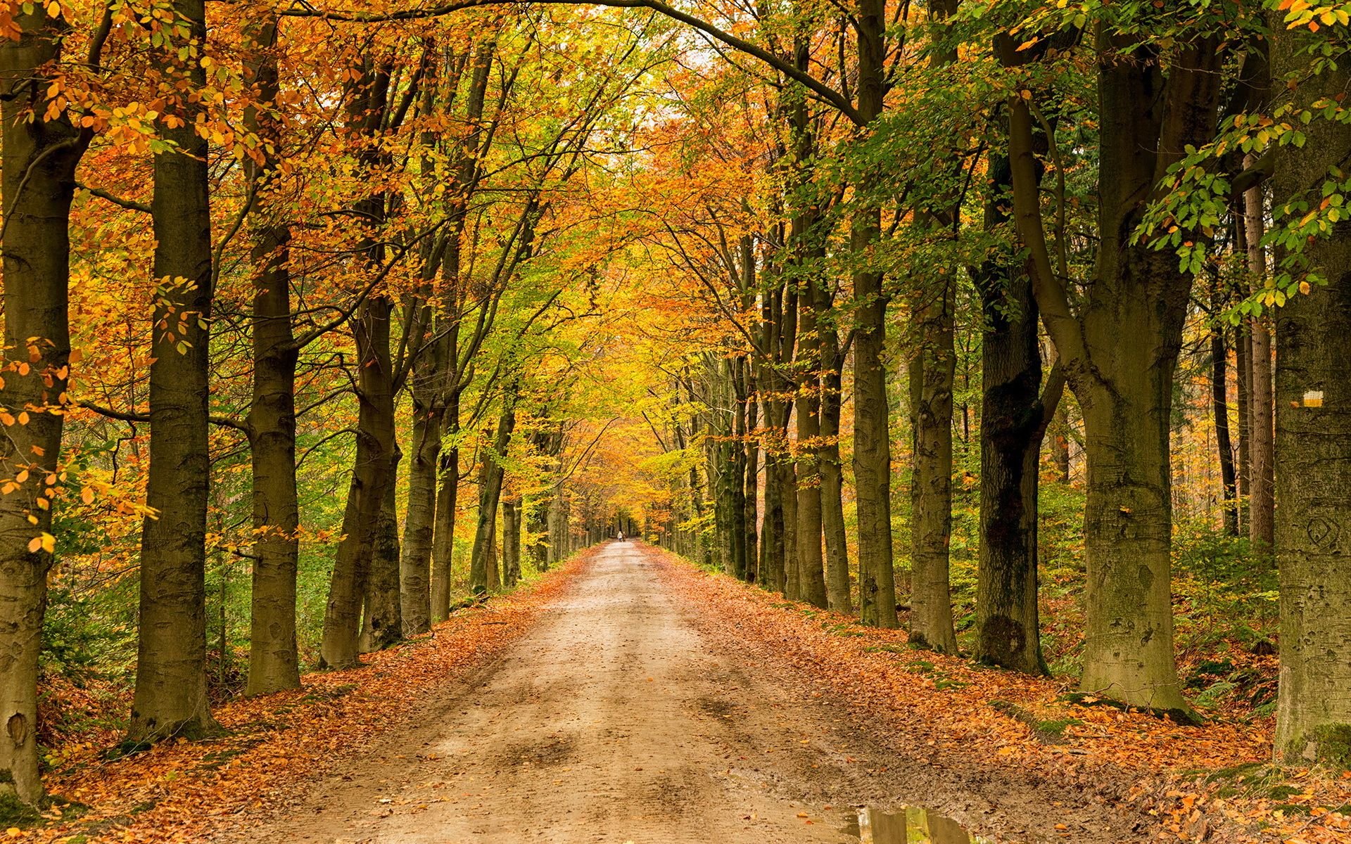 landscape, Nature, Tree, Forest, Woods, Autumn, Path, Road Wallpaper HD / Desktop and Mobile Background