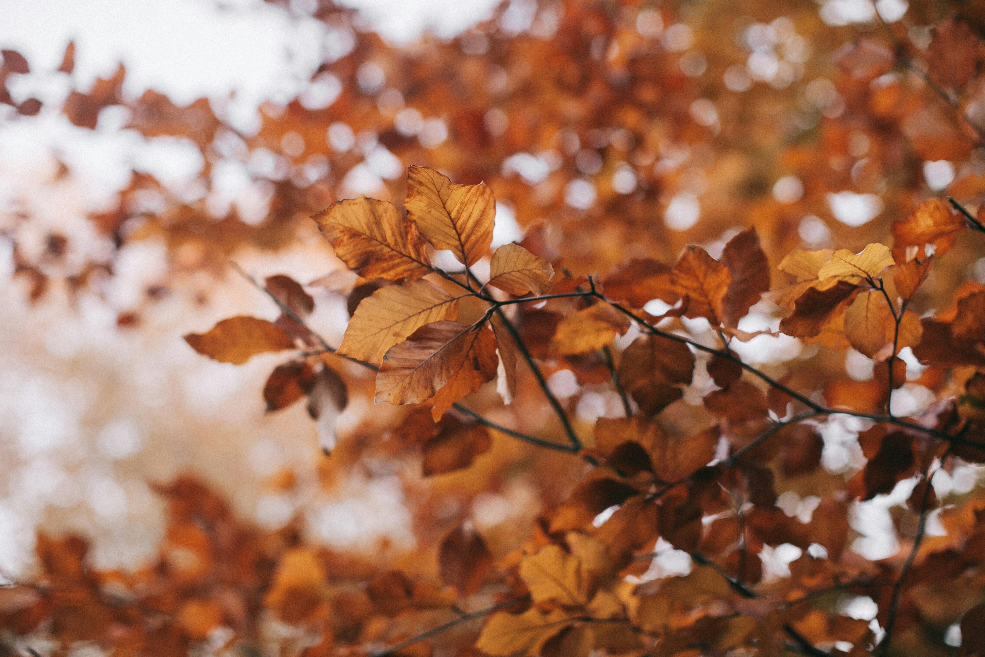 Brown Leafed Tree Selective Focus Photography · Free