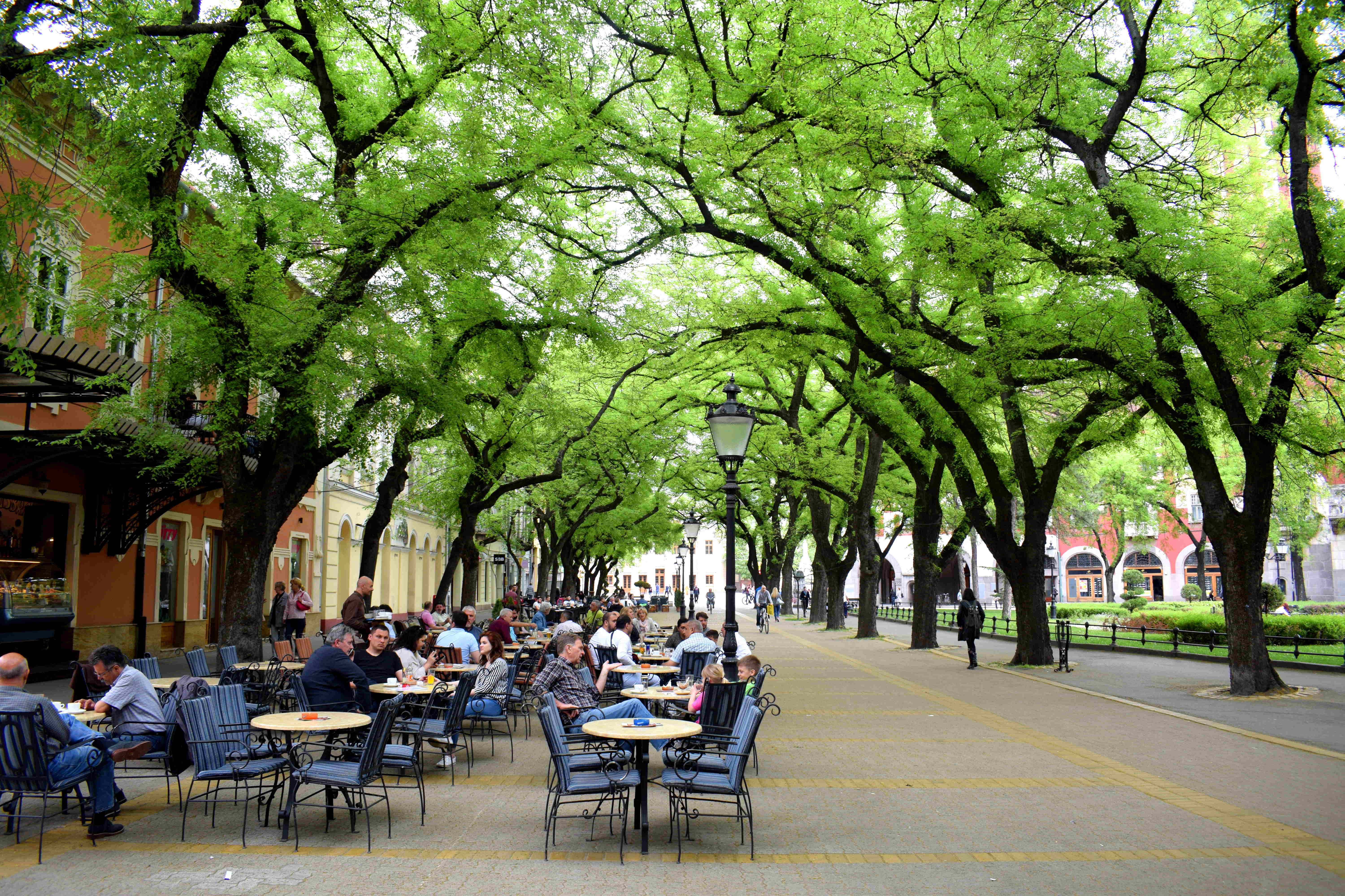 Subotica, Serbia: When Trees Take Over A City